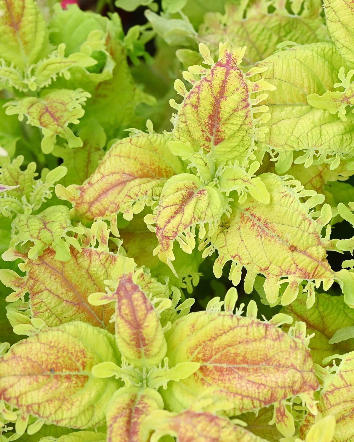 𝘊𝘰𝘭𝘦𝘶𝘴 𝘴𝘤𝘶𝘵𝘦𝘭𝘭𝘢𝘳𝘪𝘰𝘪𝘥𝘦𝘴 ‘Little Mermaid’ 彩葉草-小美人魚