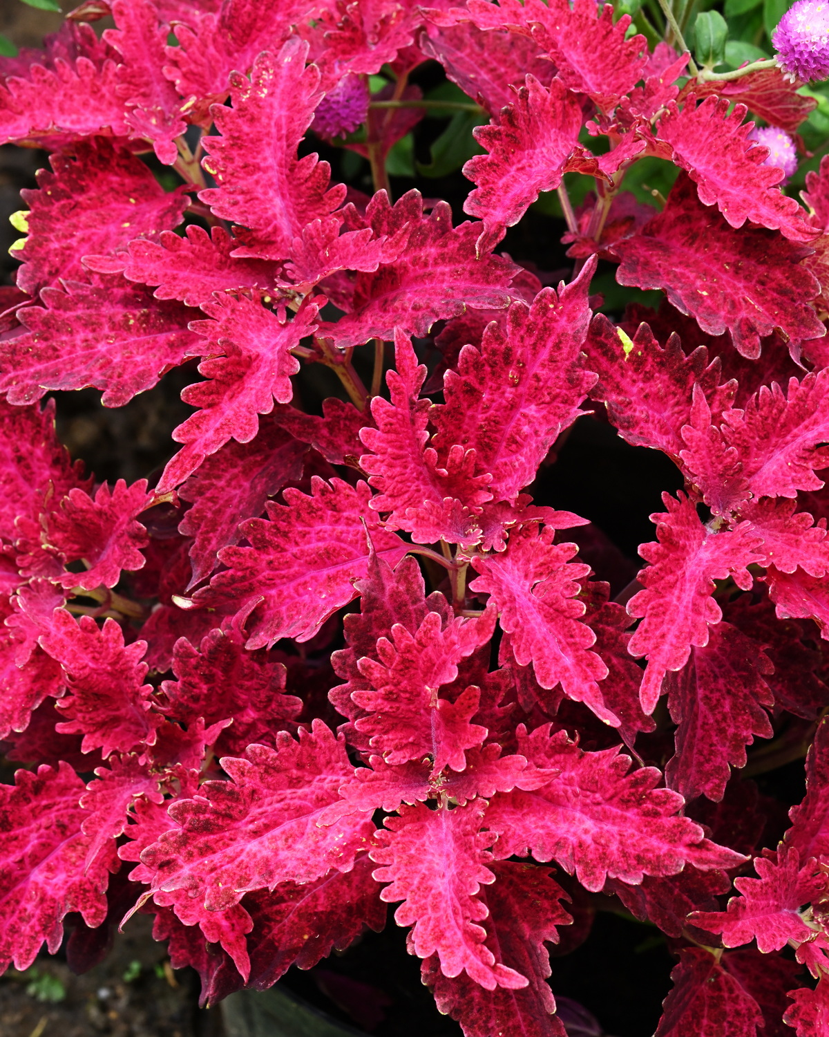 Coleus scutellarioides 'Lover's Rose'