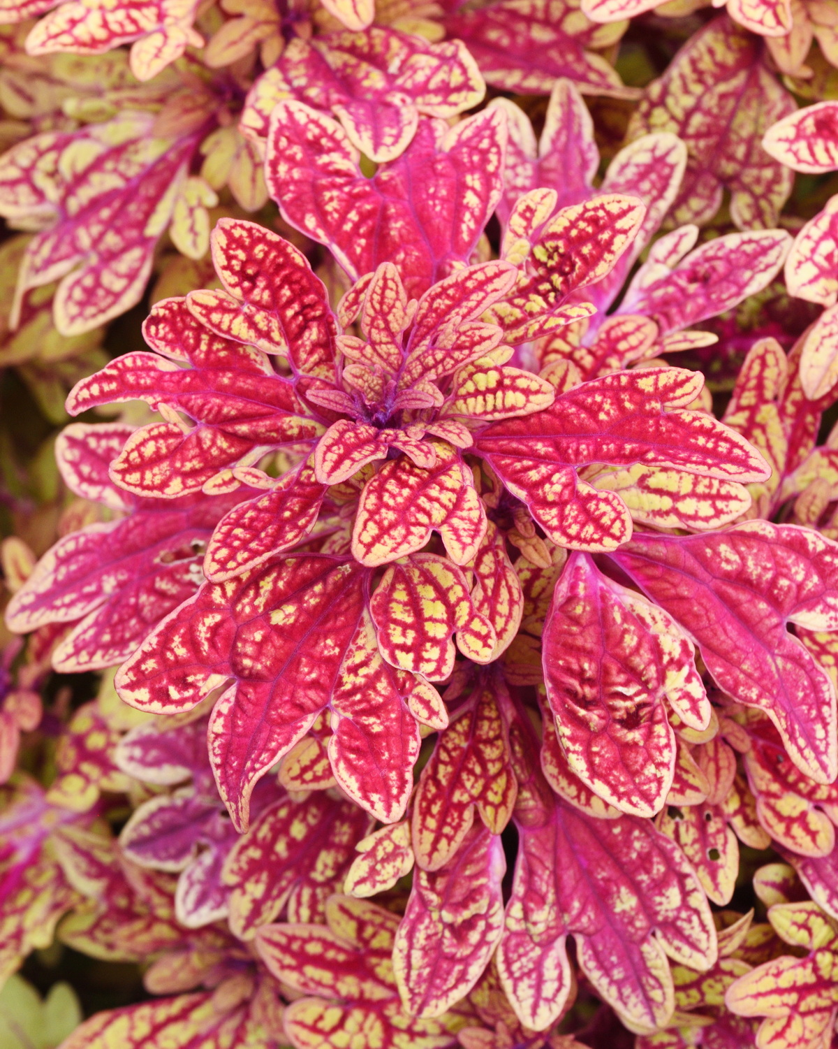Coleus scutellarioides 'Marrakesh'