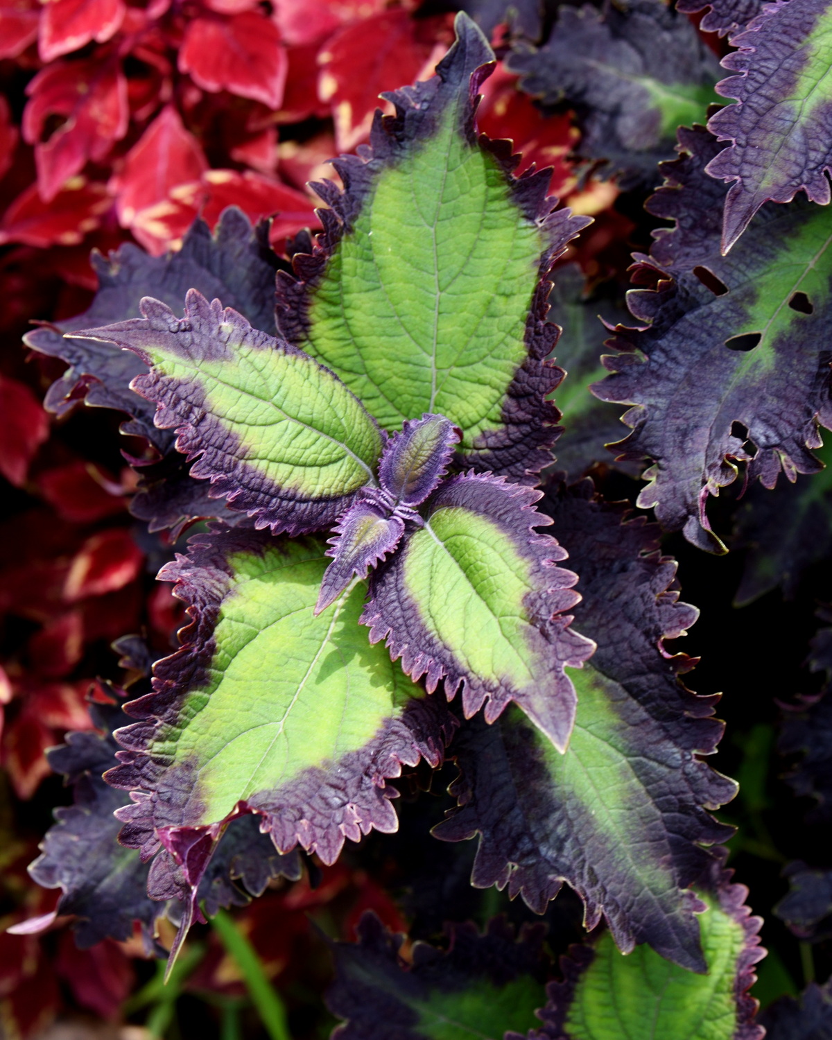 𝘊𝘰𝘭𝘦𝘶𝘴 𝘴𝘤𝘶𝘵𝘦𝘭𝘭𝘢𝘳𝘪𝘰𝘪𝘥𝘦𝘴 ‘Plum Frost’ 彩葉草-李霜
