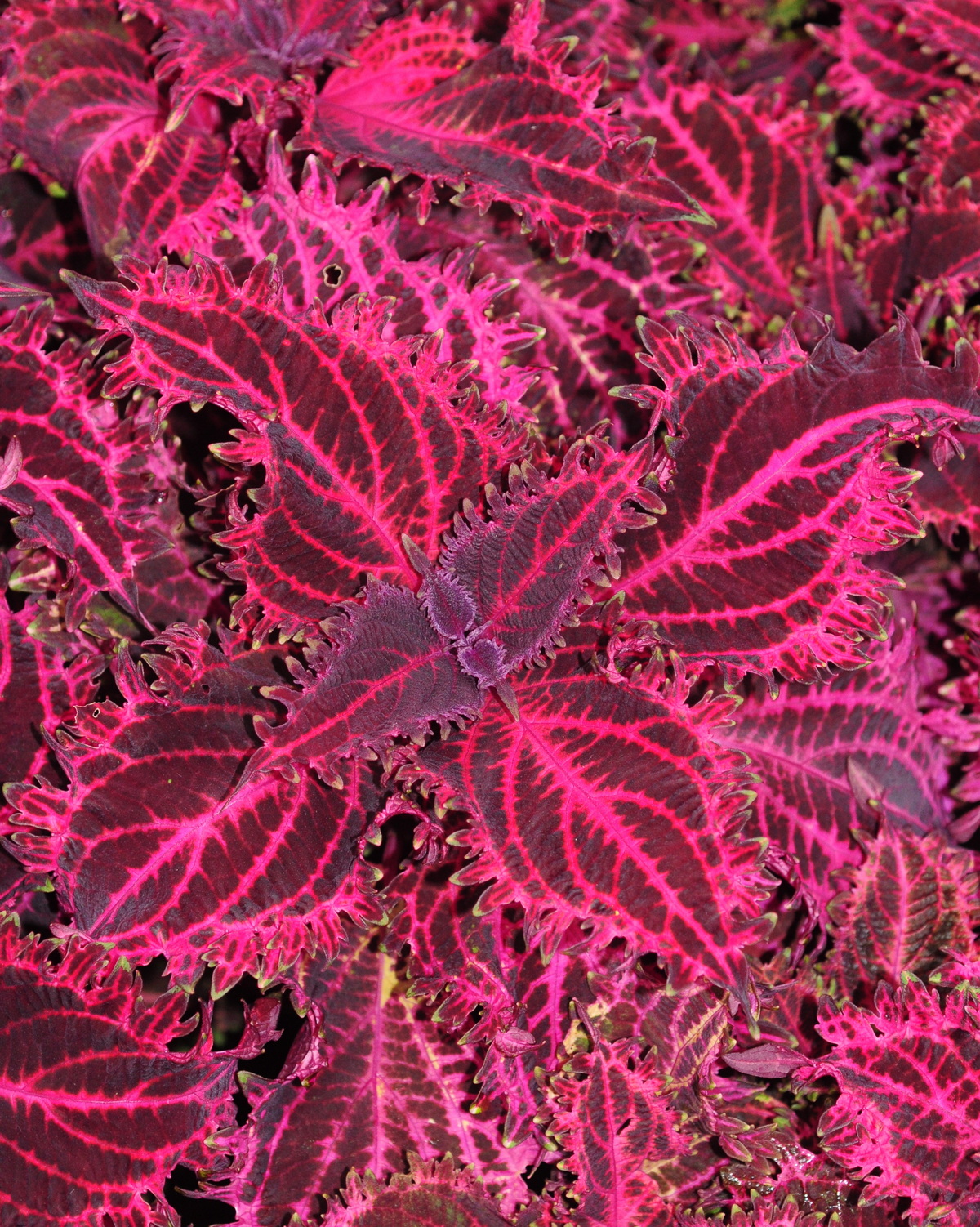 𝘊𝘰𝘭𝘦𝘶𝘴 𝘴𝘤𝘶𝘵𝘦𝘭𝘭𝘢𝘳𝘪𝘰𝘪𝘥𝘦𝘴 ‘Red Ruffles’ 彩葉草-紅褶邊