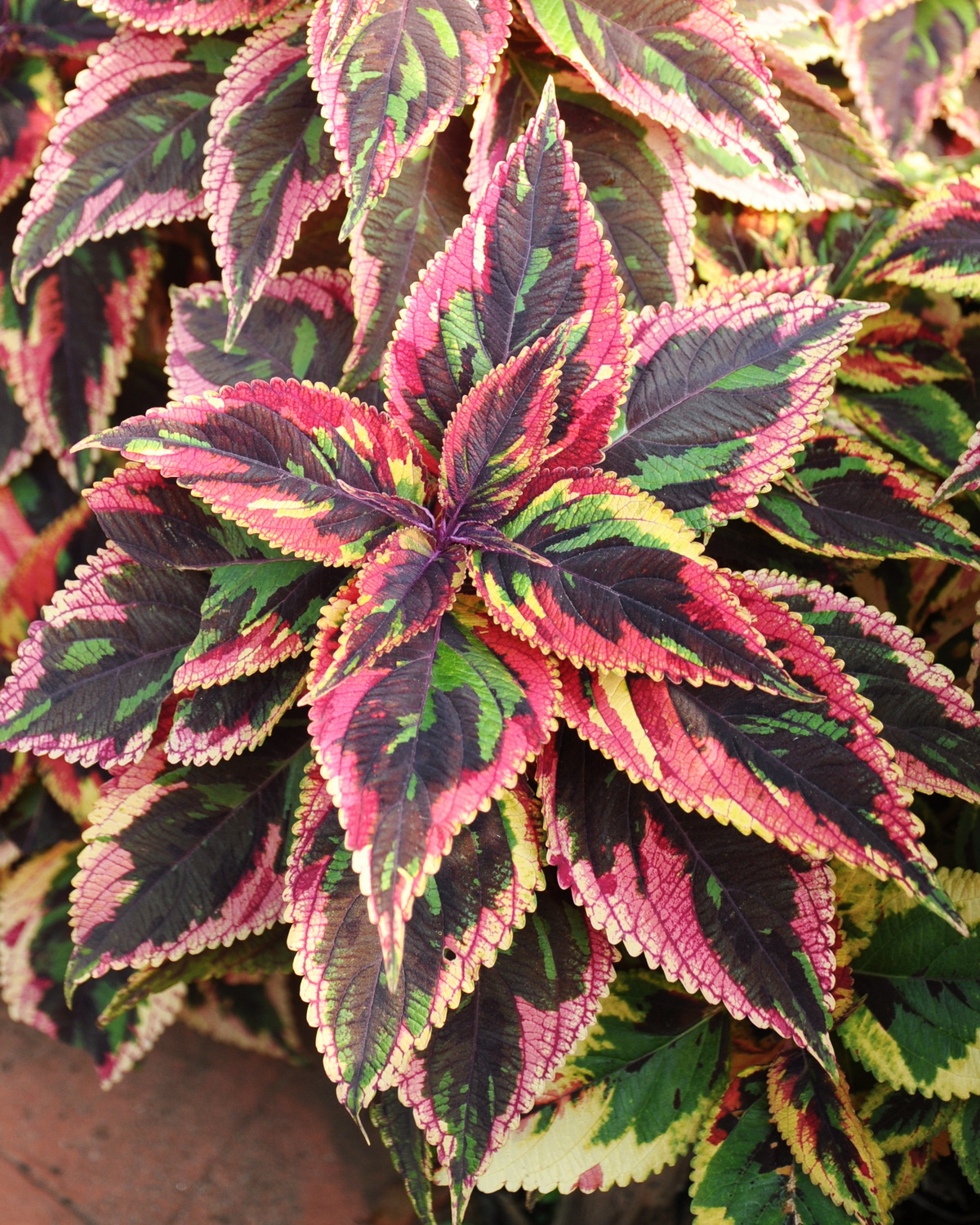 𝘊𝘰𝘭𝘦𝘶𝘴 𝘴𝘤𝘶𝘵𝘦𝘭𝘭𝘢𝘳𝘪𝘰𝘪𝘥𝘦𝘴 ‘Religious Rutabaga’ 彩葉草-宗教蕪菁