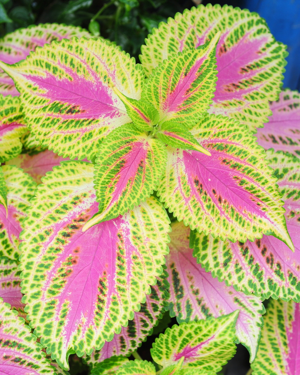 𝘊𝘰𝘭𝘦𝘶𝘴 𝘴𝘤𝘶𝘵𝘦𝘭𝘭𝘢𝘳𝘪𝘰𝘪𝘥𝘦𝘴 ‘Similu’ 彩葉草-西米露