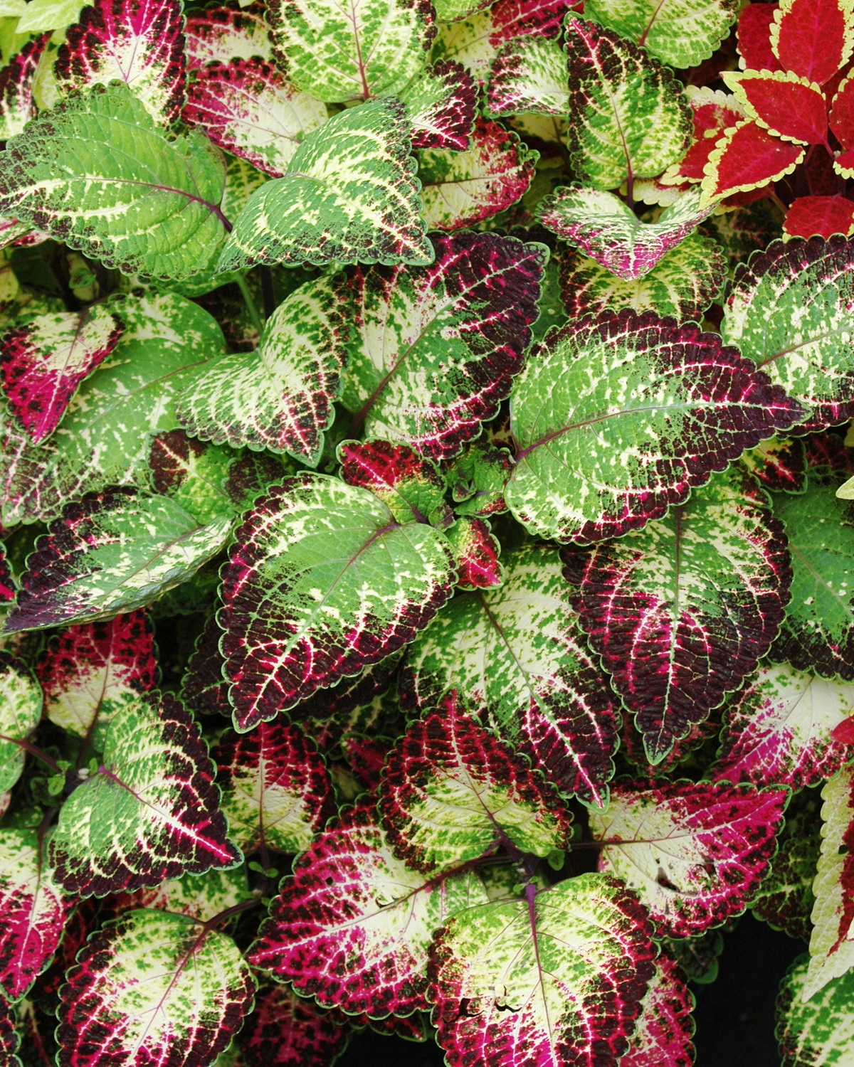 𝘊𝘰𝘭𝘦𝘶𝘴 𝘴𝘤𝘶𝘵𝘦𝘭𝘭𝘢𝘳𝘪𝘰𝘪𝘥𝘦𝘴 ‘ Solar Shadow’ 彩葉草-日影