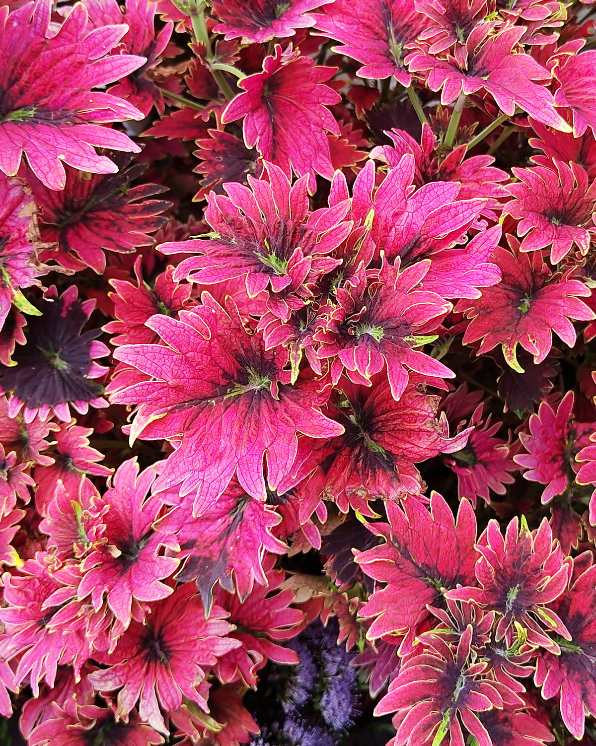 𝘊𝘰𝘭𝘦𝘶𝘴 𝘴𝘤𝘶𝘵𝘦𝘭𝘭𝘢𝘳𝘪𝘰𝘪𝘥𝘦𝘴 ‘Tilt-a-Whirl’ 彩葉草-迴旋飛輪