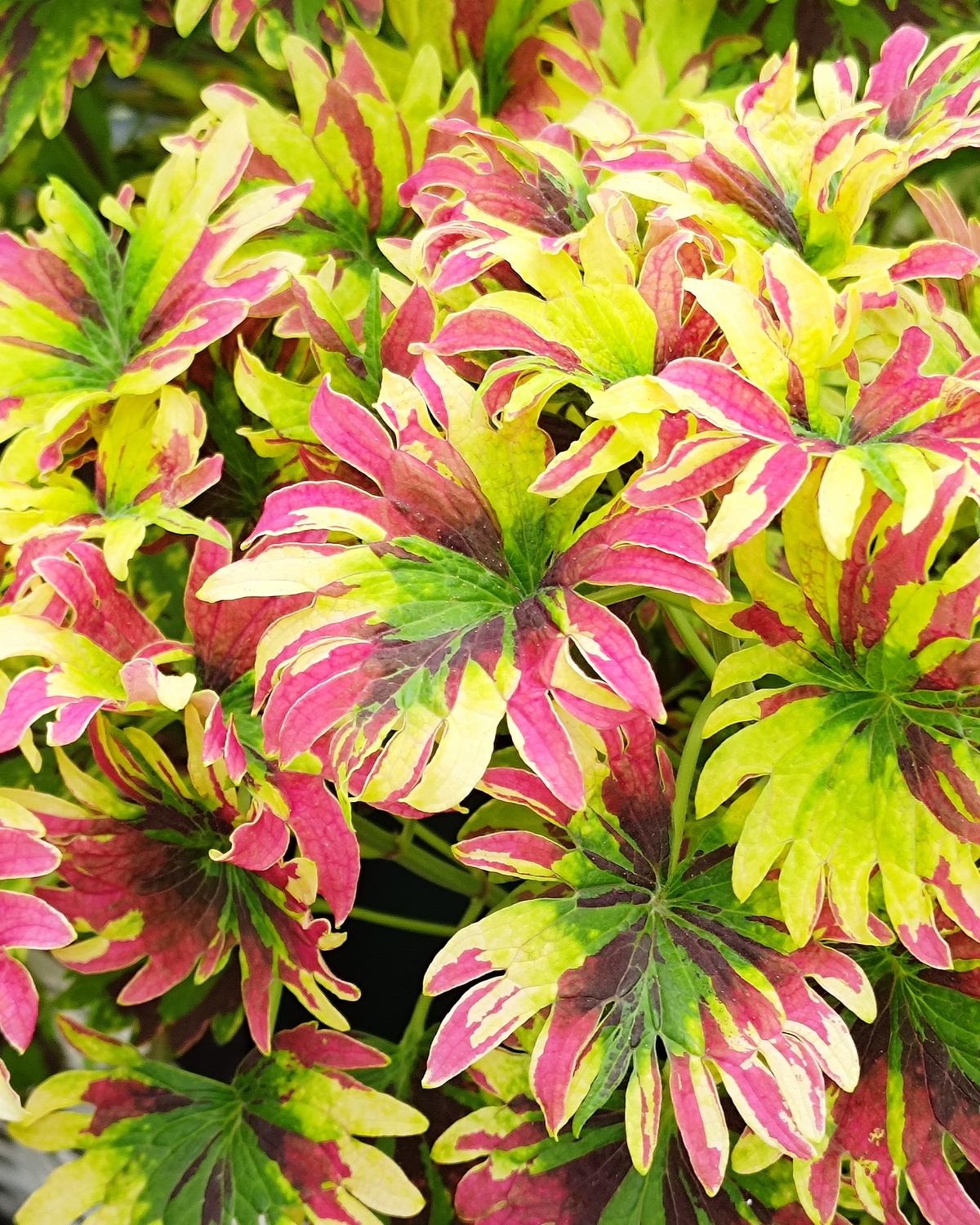 Coleus scutellarioides 'Twist and Twirl®'