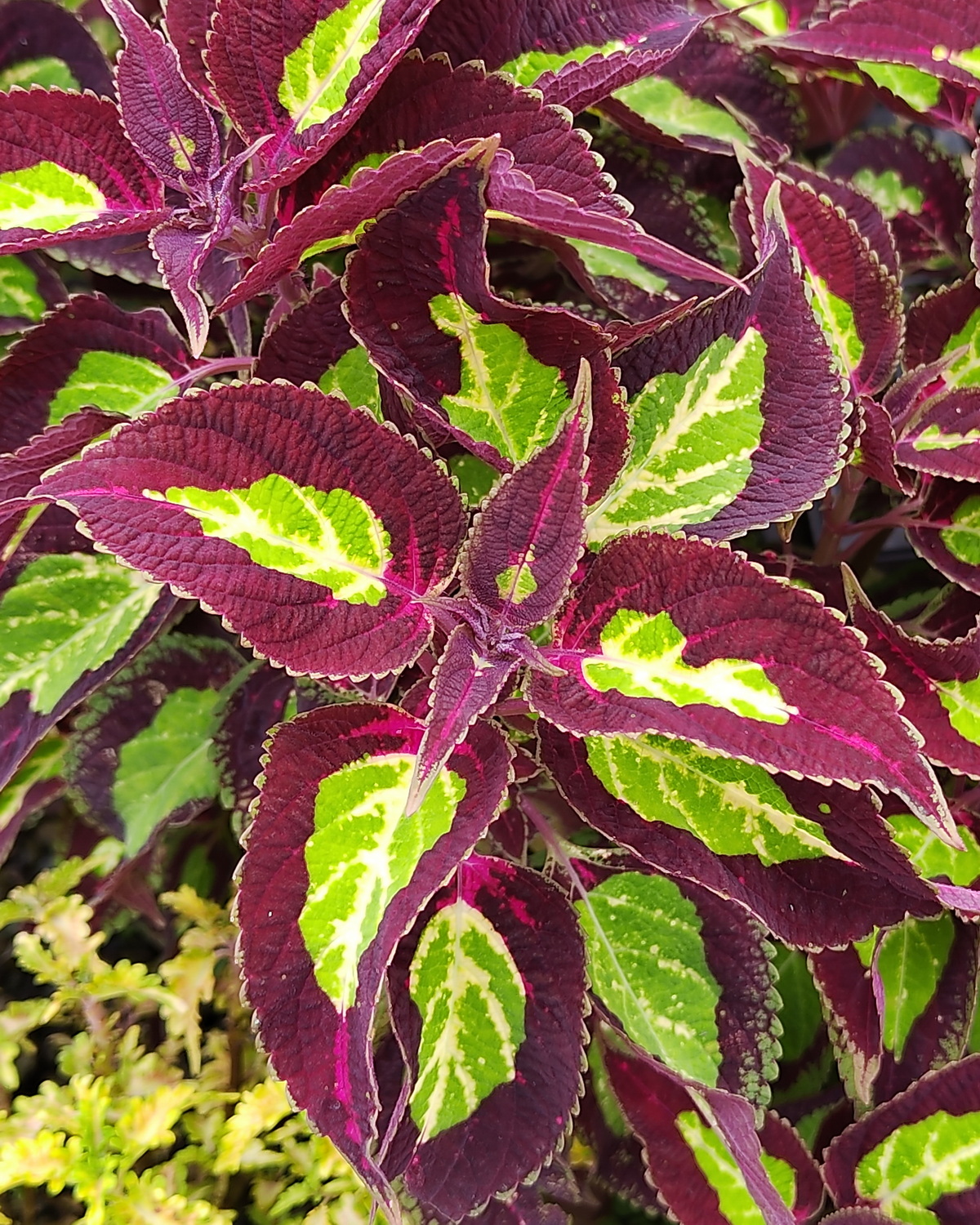 𝘊𝘰𝘭𝘦𝘶𝘴 𝘴𝘤𝘶𝘵𝘦𝘭𝘭𝘢𝘳𝘪𝘰𝘪𝘥𝘦𝘴 ‘Yin and Yang’ 彩葉草-陰陽