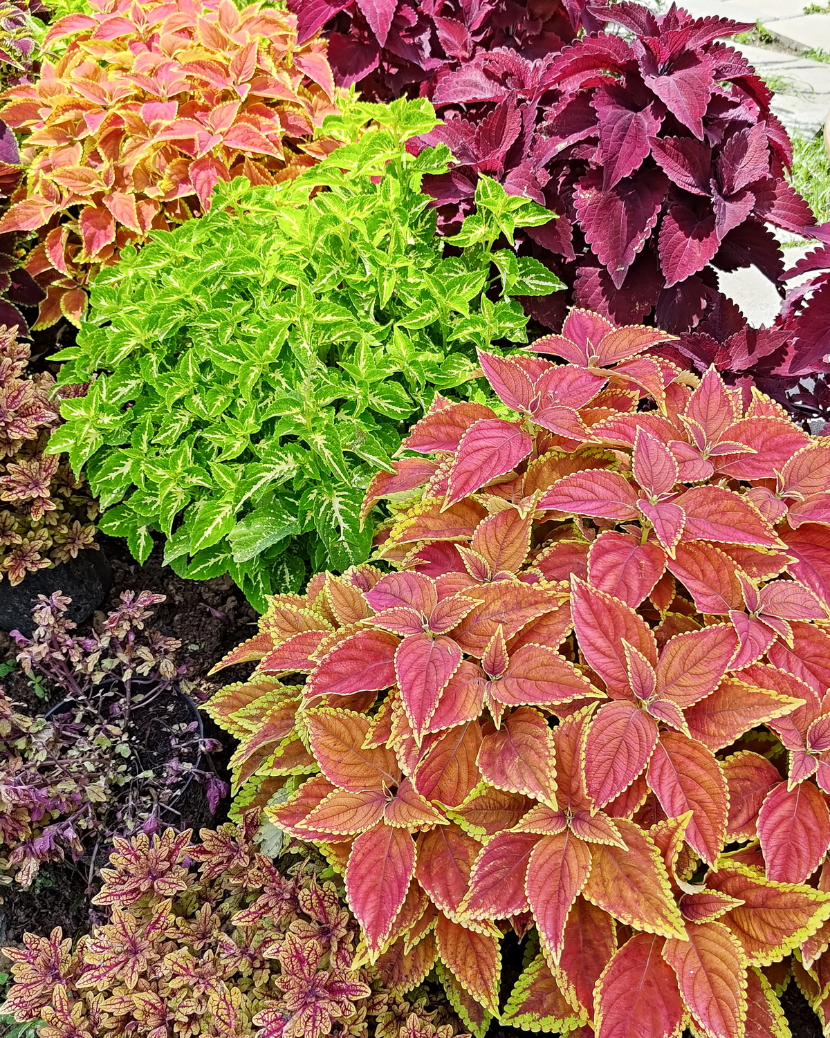 𝘊𝘰𝘭𝘦𝘶𝘴 𝘴𝘤𝘶𝘵𝘦𝘭𝘭𝘢𝘳𝘪𝘰𝘪𝘥𝘦𝘴 彩葉草