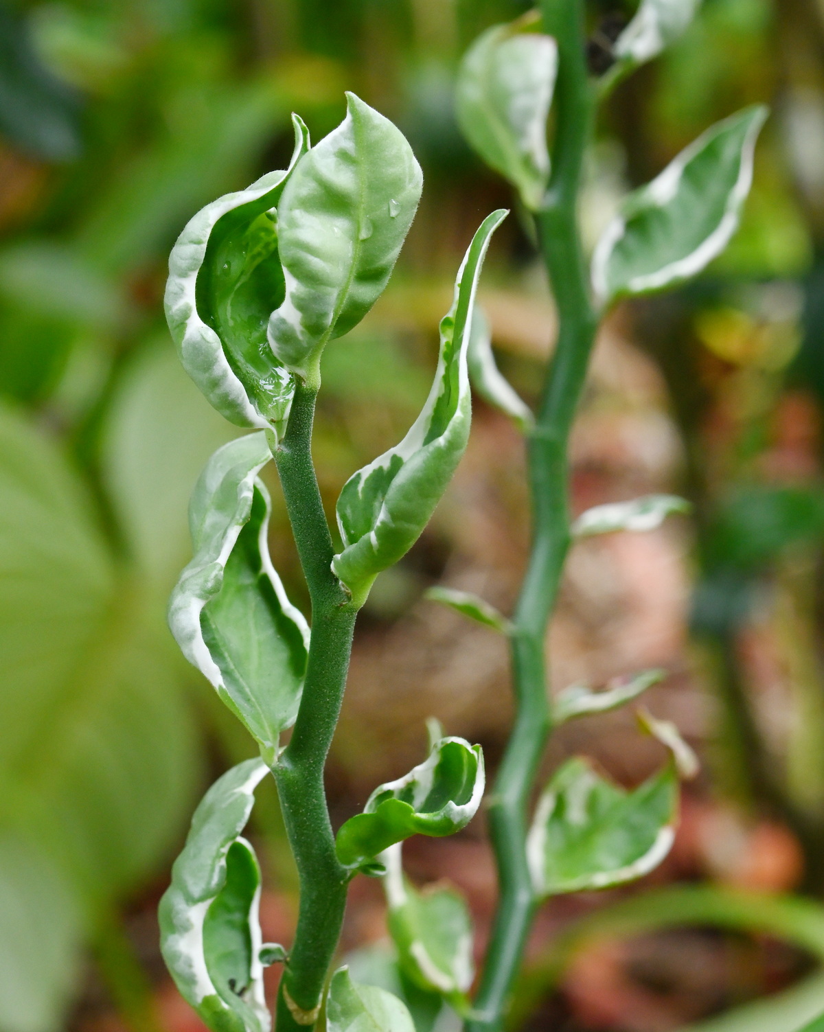 𝘌𝘶𝘱𝘩𝘰𝘳𝘣𝘪𝘢 𝘵𝘪𝘵𝘩𝘺𝘮𝘢𝘭𝘰𝘪𝘥𝘦𝘴 ‘Embraceable You’ 貝葉紅雀珊瑚