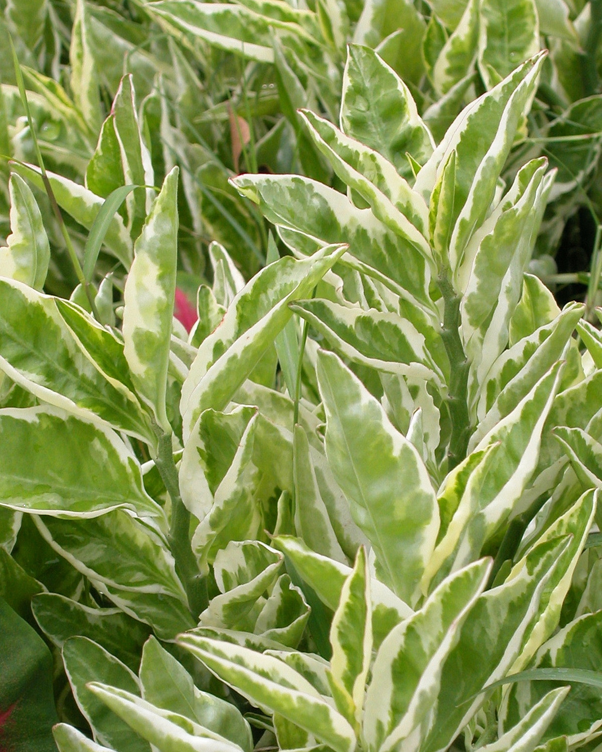 𝘌𝘶𝘱𝘩𝘰𝘳𝘣𝘪𝘢 𝘵𝘪𝘵𝘩𝘺𝘮𝘢𝘭𝘰𝘪𝘥𝘦𝘴 ‘Variegatus’ 斑葉紅雀珊瑚