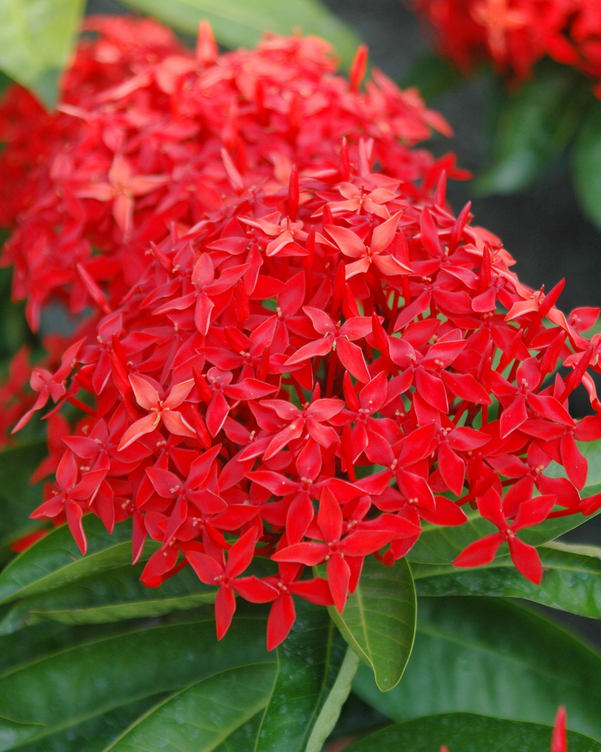 𝘐𝘹𝘰𝘳𝘢 𝘤𝘢𝘴𝘦𝘪 大王仙丹