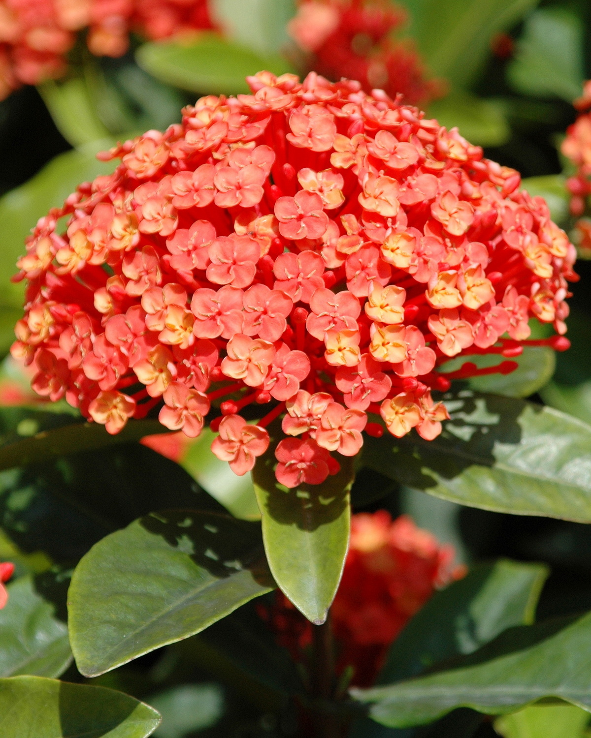 𝘐𝘹𝘰𝘳𝘢 𝘤𝘩𝘪𝘯𝘦𝘯𝘴𝘪𝘴 仙丹花