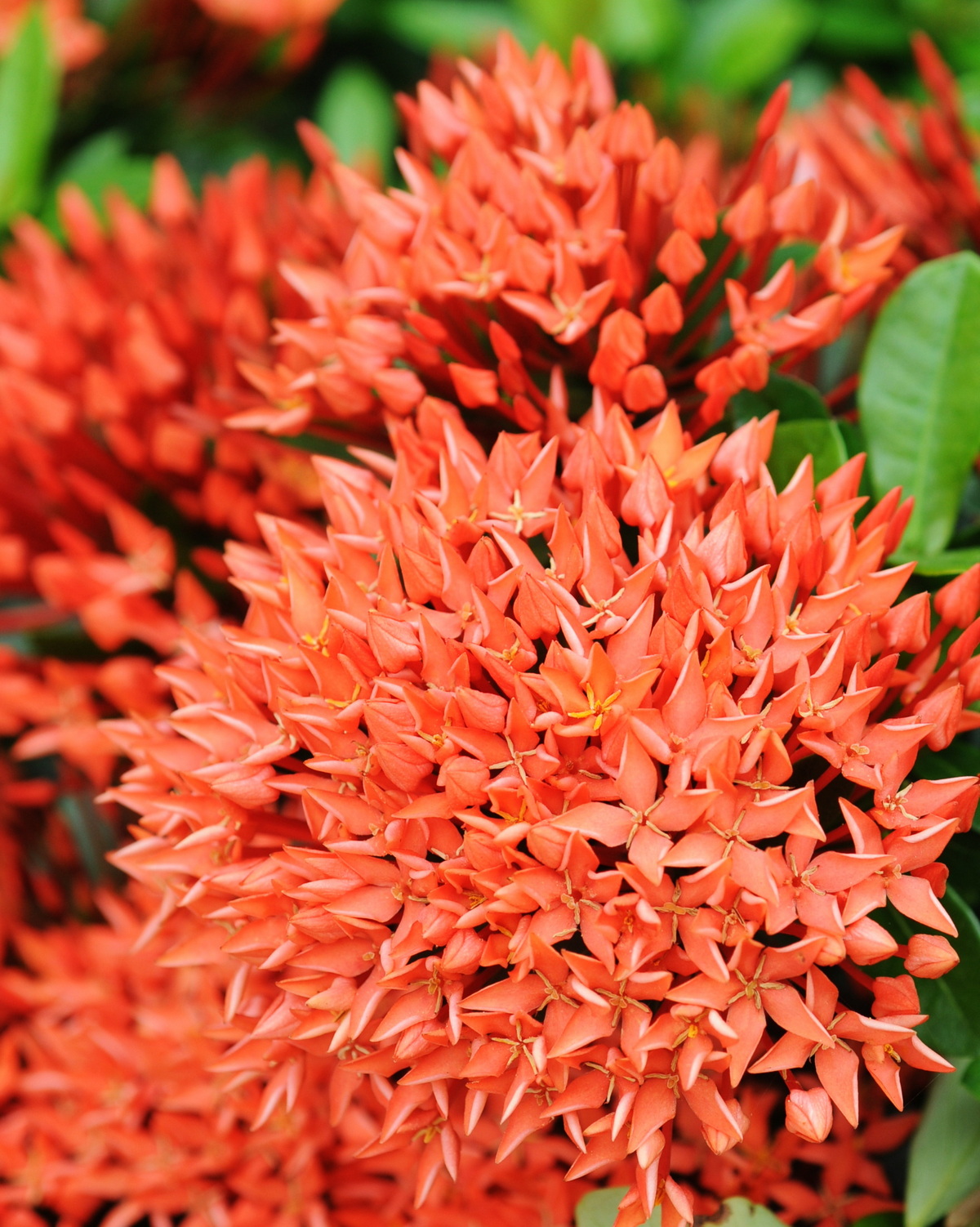 Ixora coccinea 'Petite'