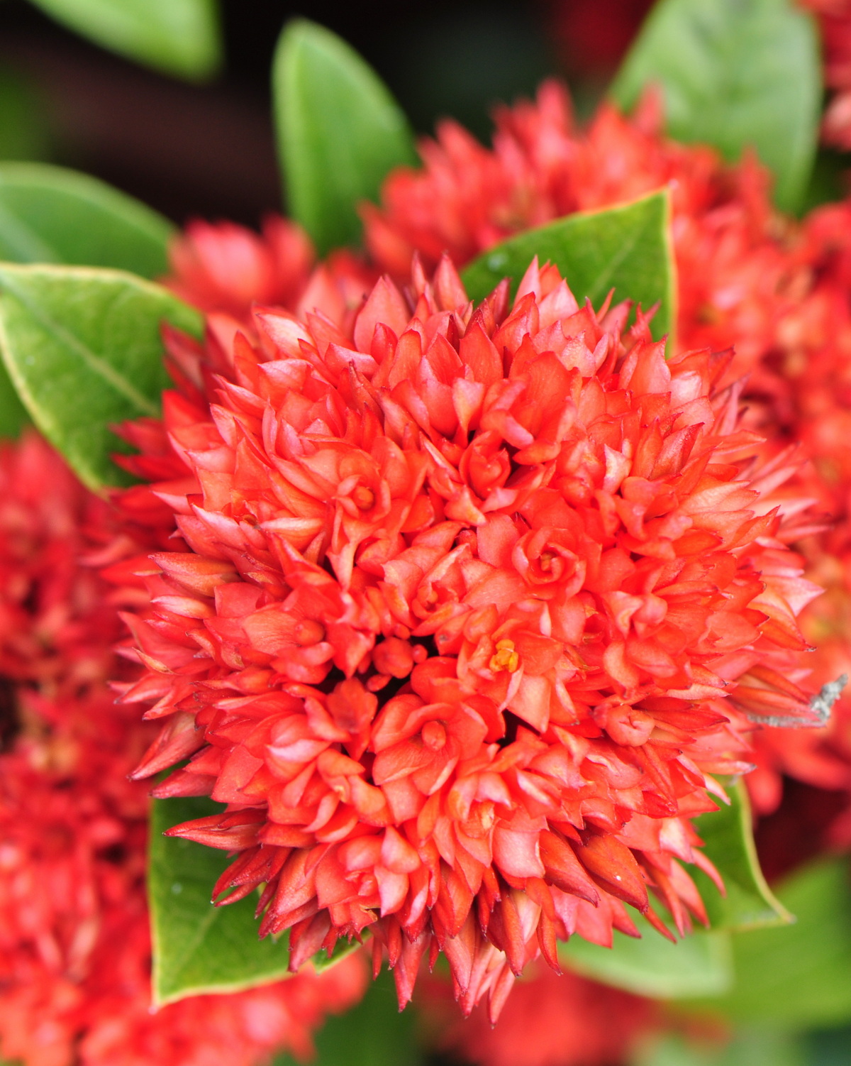Ixora 'Crimson Star'