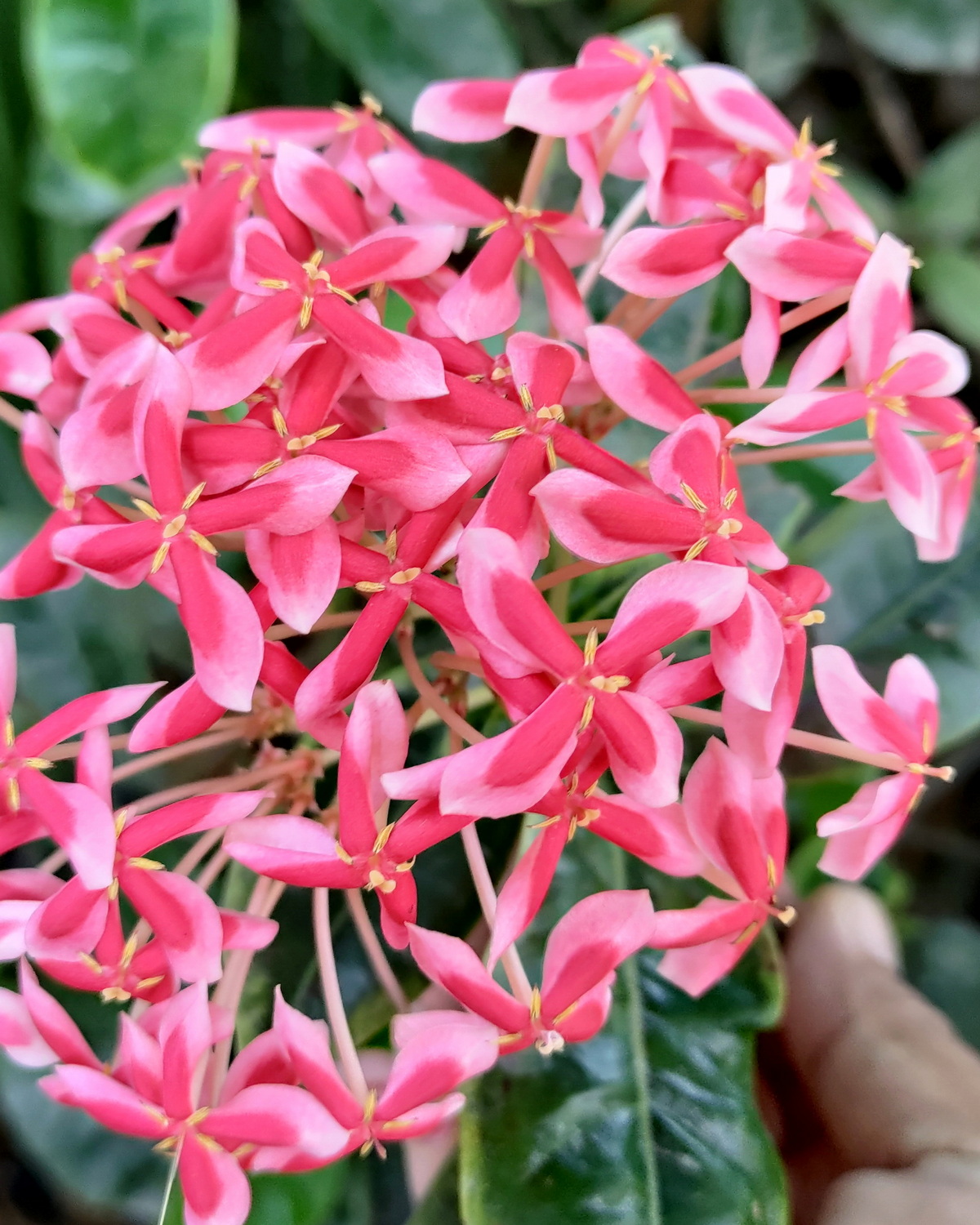 Ixora 'Frozen Star'