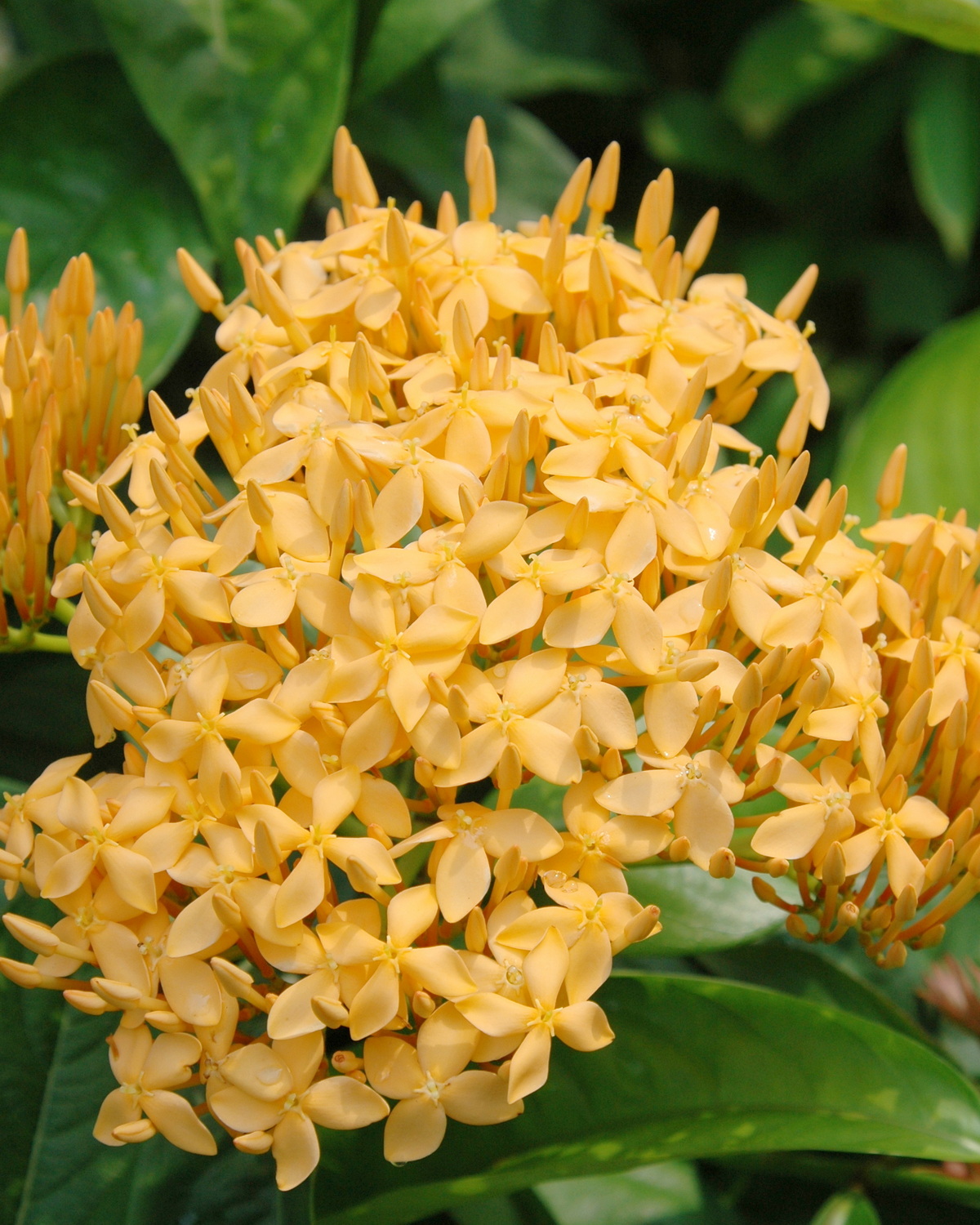 𝘐𝘹𝘰𝘳𝘢 𝘫𝘢𝘷𝘢𝘯𝘪𝘤𝘢 ‘Yellow’ 黃爪哇仙丹