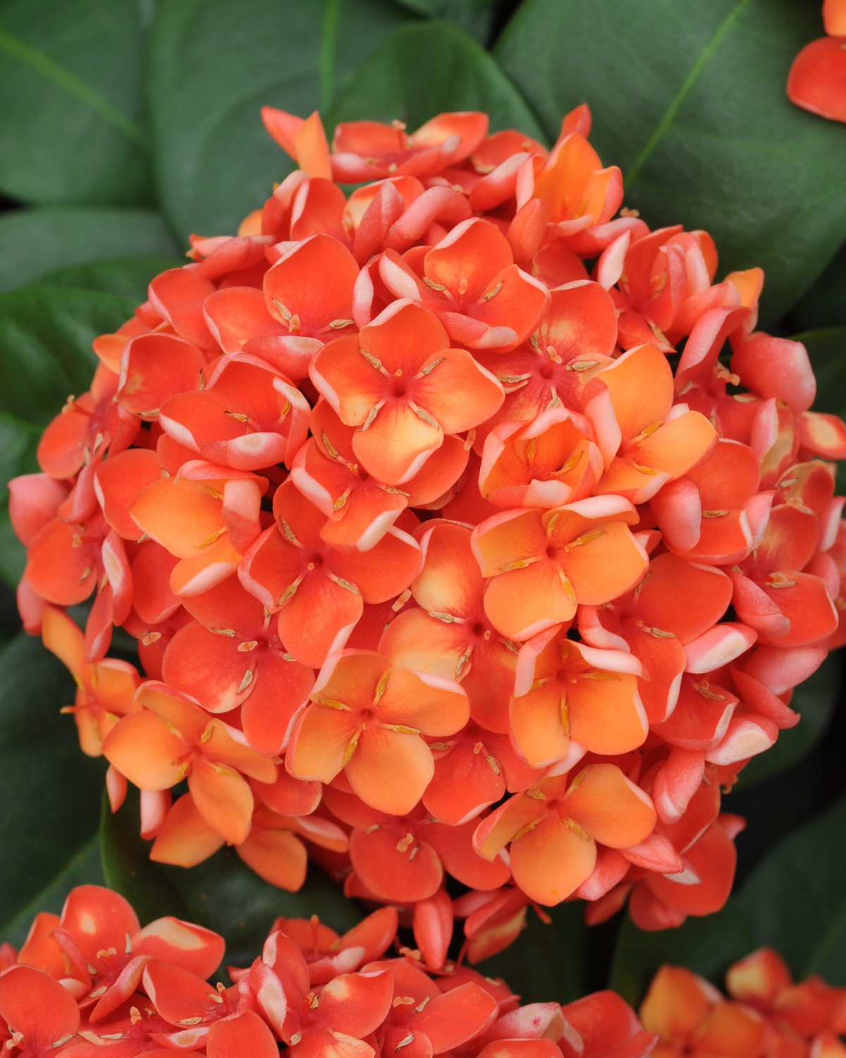 𝘐𝘹𝘰𝘳𝘢 ‘Maui’ 茂宜仙丹