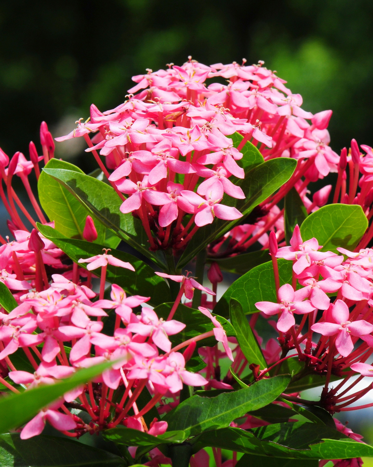 Ixora sp. Pink