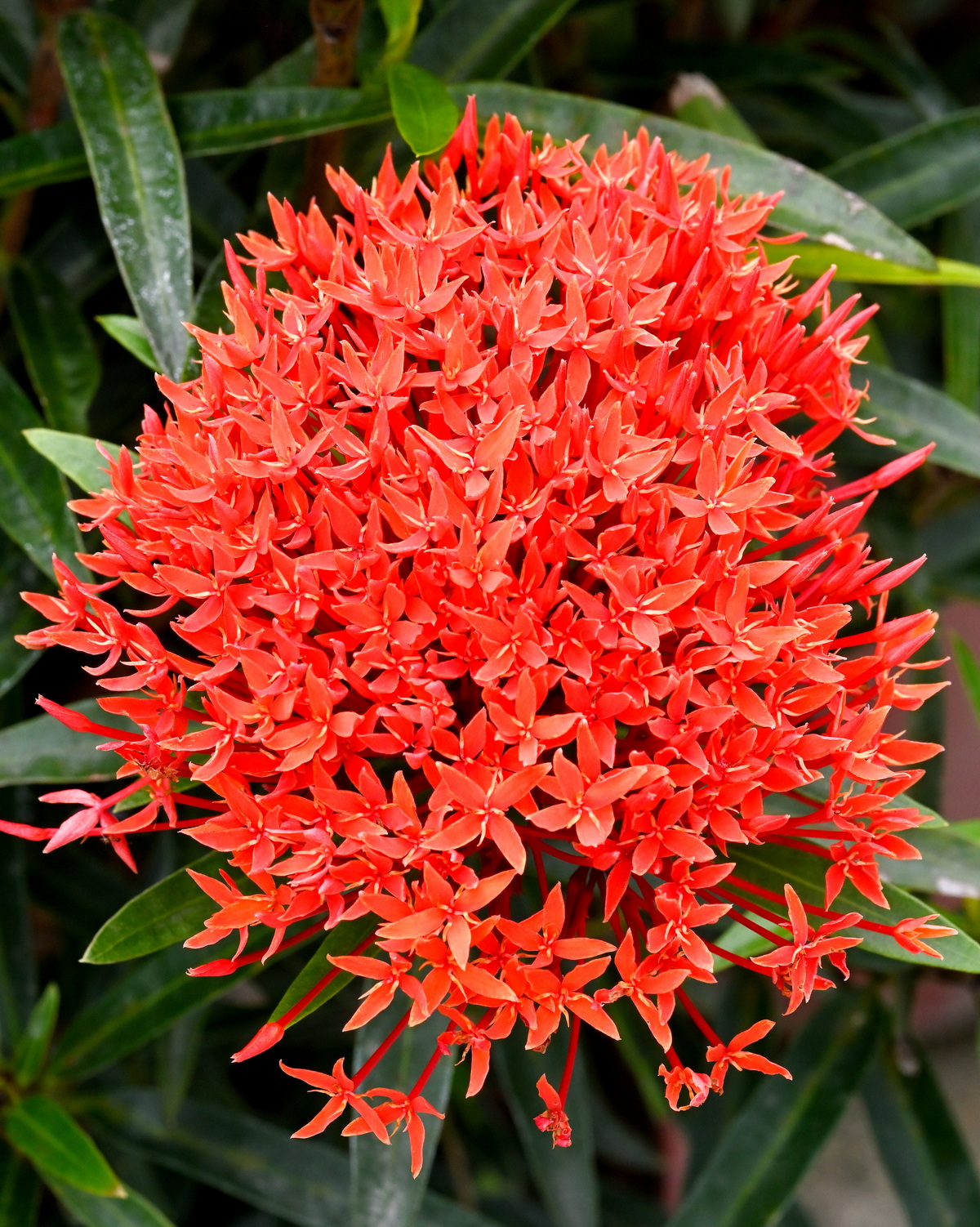 𝘐𝘹𝘰𝘳𝘢 ‘Sri Lanka’ 仙丹花-斯里蘭卡