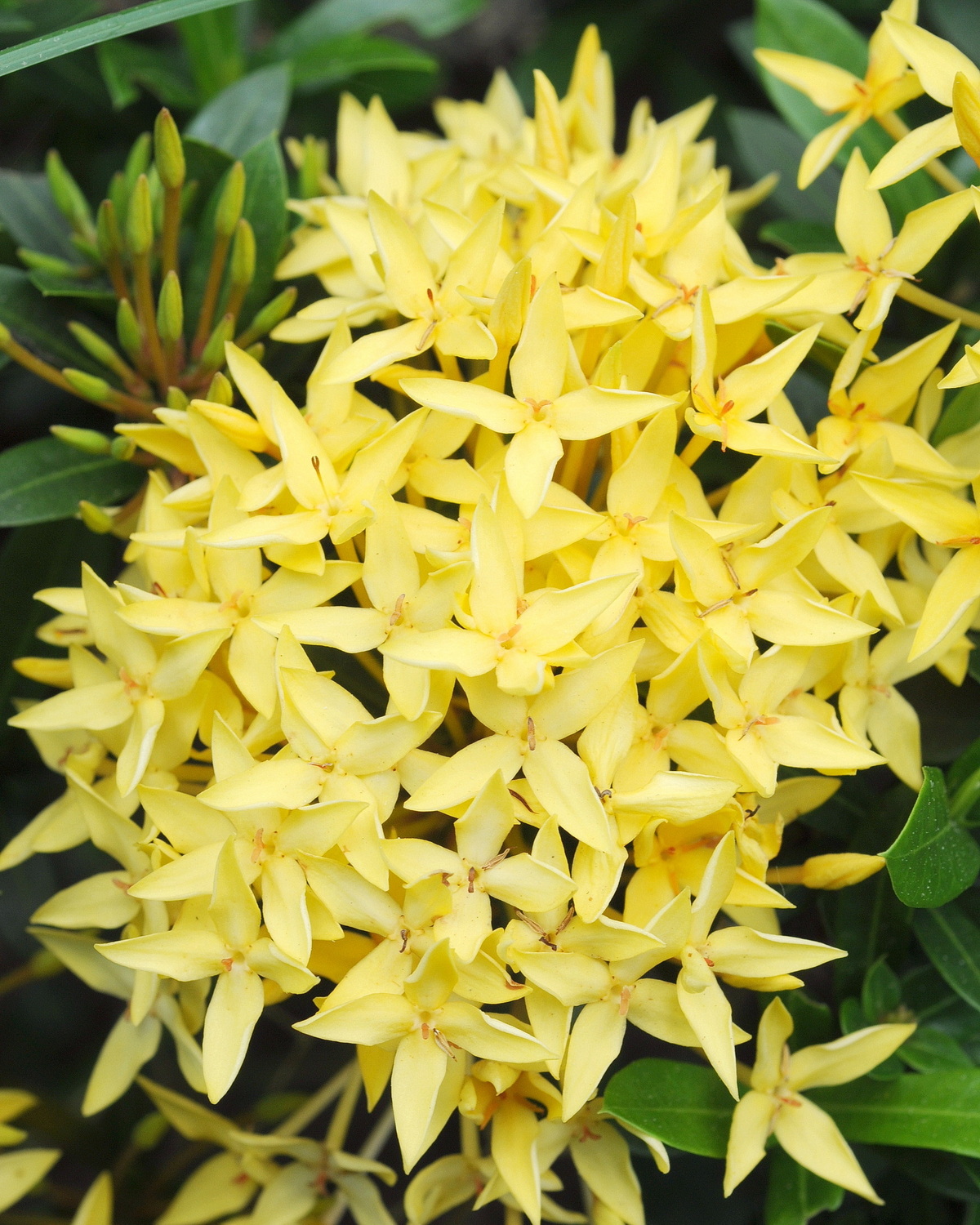 Ixora 'Sunshine'
