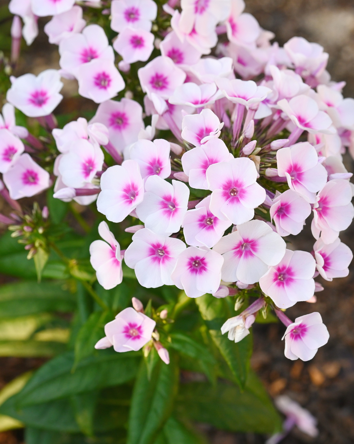Phlox paniculata