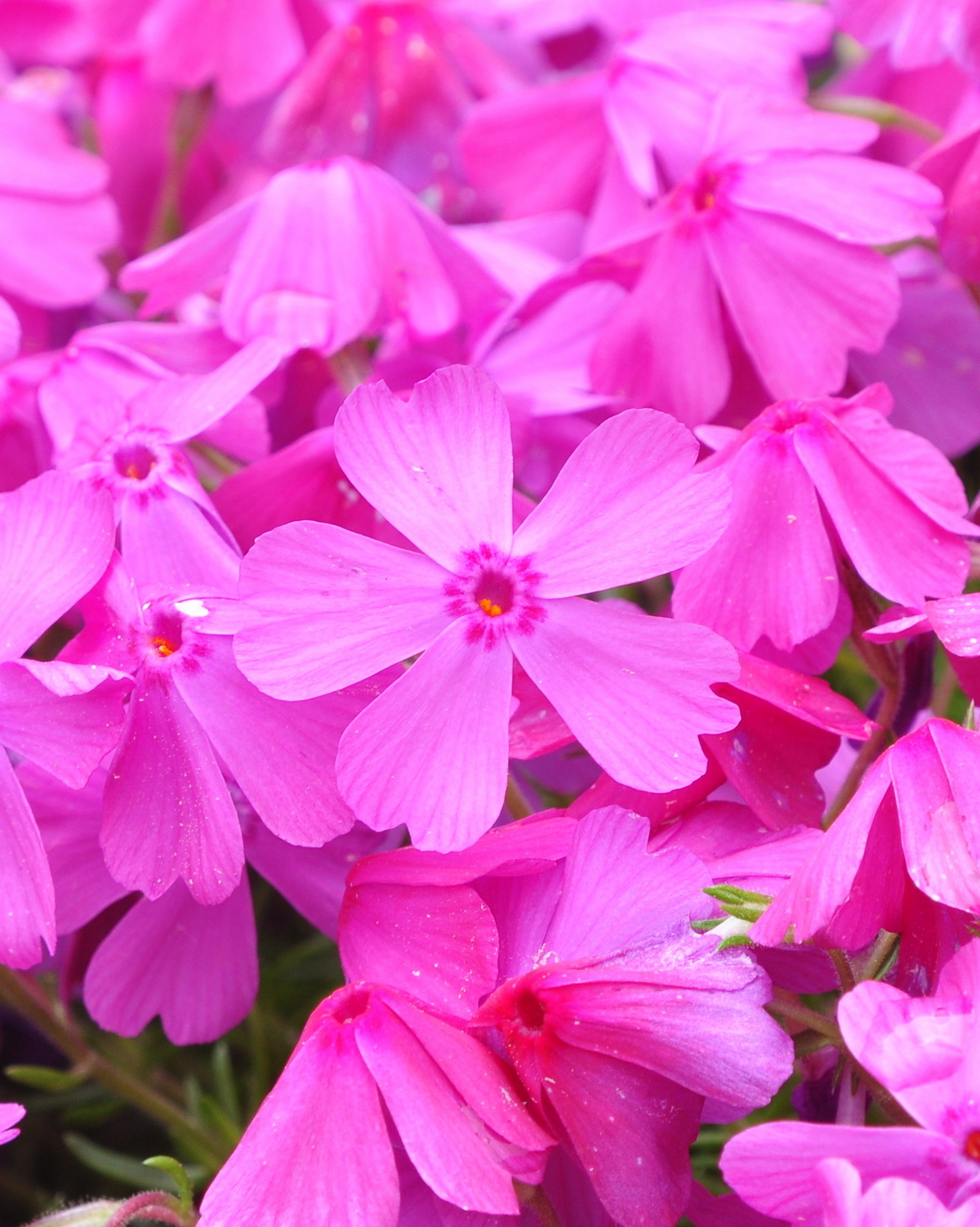 𝘗𝘩𝘭𝘰𝘹 𝘴𝘶𝘣𝘶𝘭𝘢𝘵𝘢 芝櫻