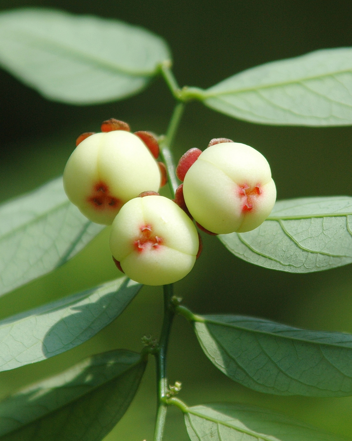 Phyllanthus androgynus
