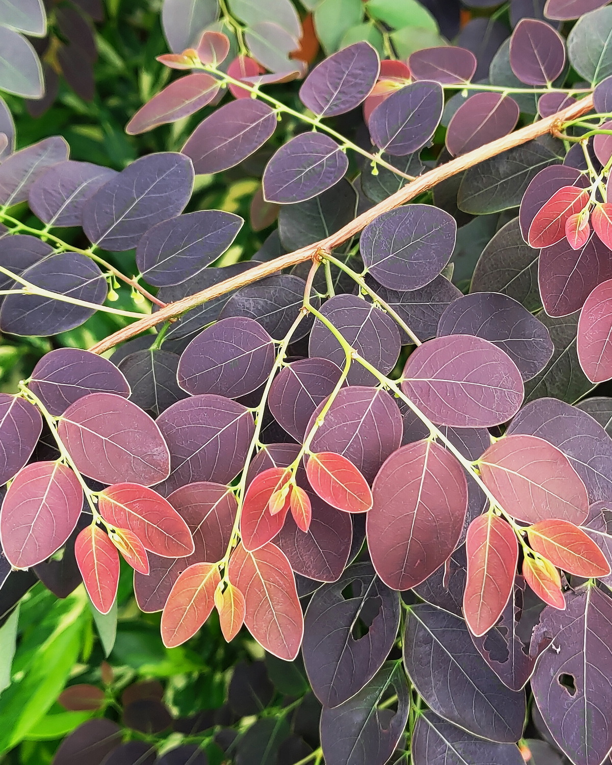 𝘗𝘩𝘺𝘭𝘭𝘢𝘯𝘵𝘩𝘶𝘴 𝘤𝘦𝘳𝘯𝘶𝘢 ‘Iron Range’ 鐵嶺葉下珠