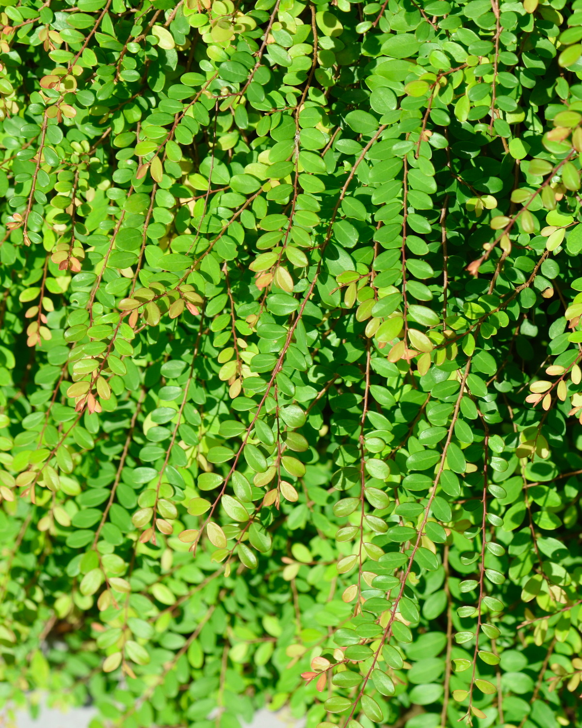 Phyllanthus cochinchinensis