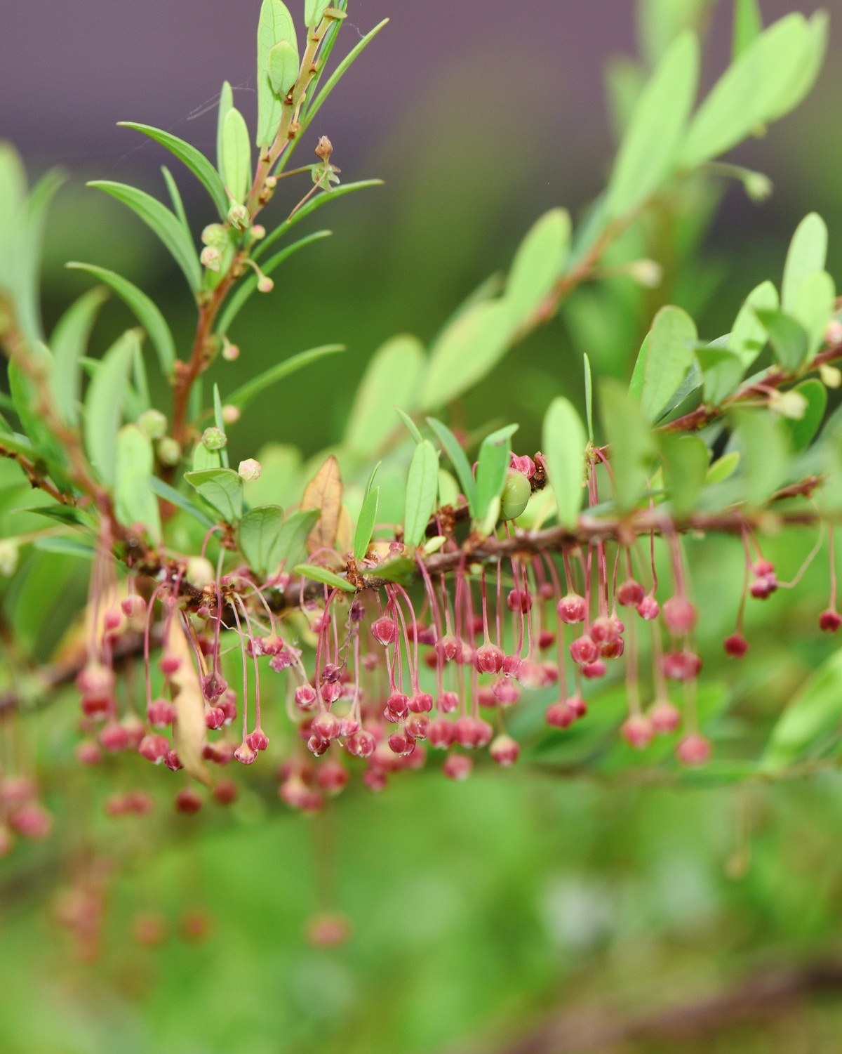 𝘗𝘩𝘺𝘭𝘭𝘢𝘯𝘵𝘩𝘶𝘴 𝘮𝘺𝘳𝘵𝘪𝘧𝘰𝘭𝘪𝘶𝘴 錫蘭葉下珠