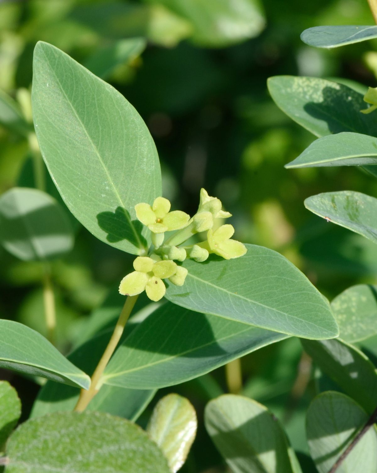 𝘞𝘪𝘬𝘴𝘵𝘳𝘰𝘦𝘮𝘪𝘢 𝘪𝘯𝘥𝘪𝘤𝘢 南嶺蕘花