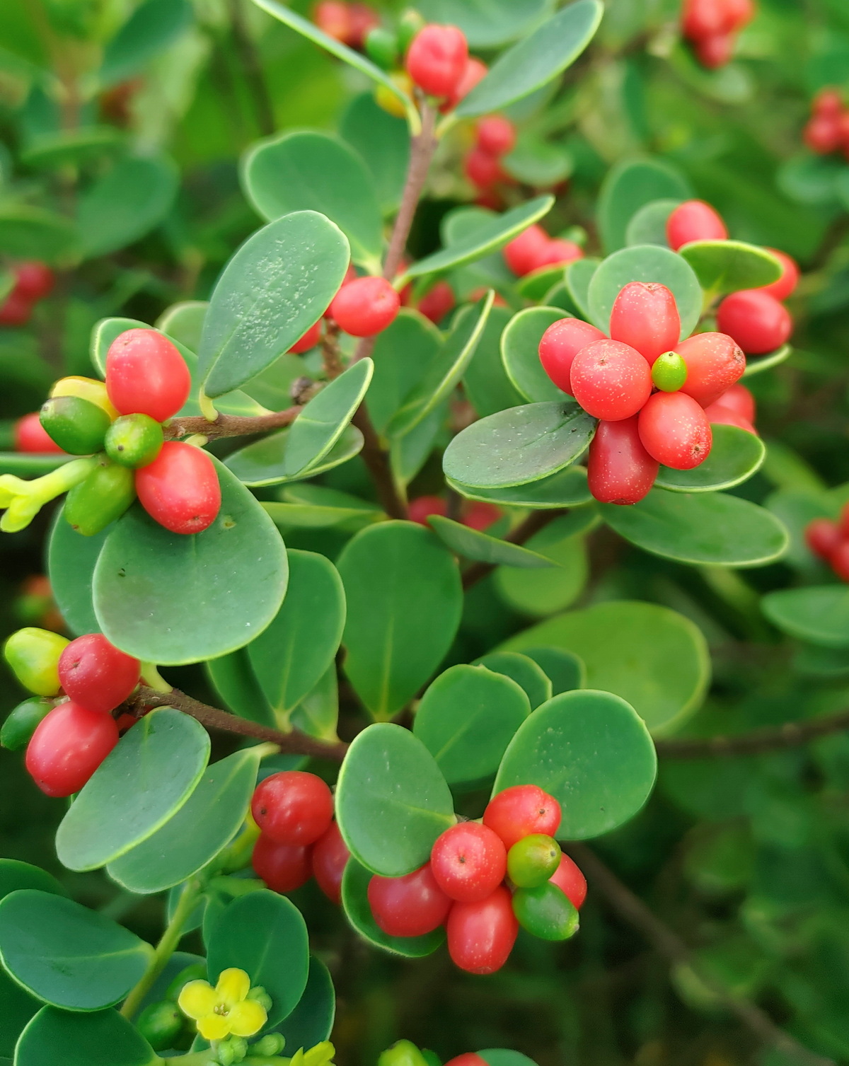 𝘞𝘪𝘬𝘴𝘵𝘳𝘰𝘦𝘮𝘪𝘢 𝘳𝘦𝘵𝘶𝘴𝘢 倒卵葉蕘花