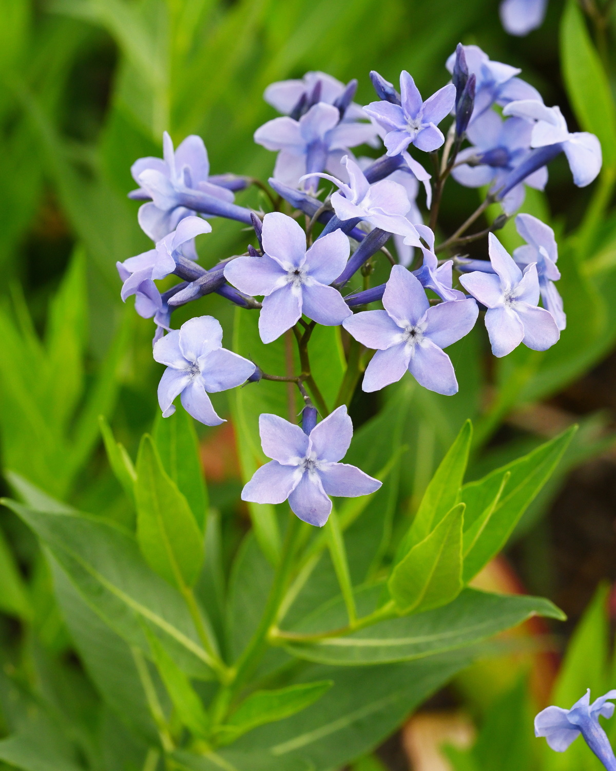 Amsonia 'Blue Ice'