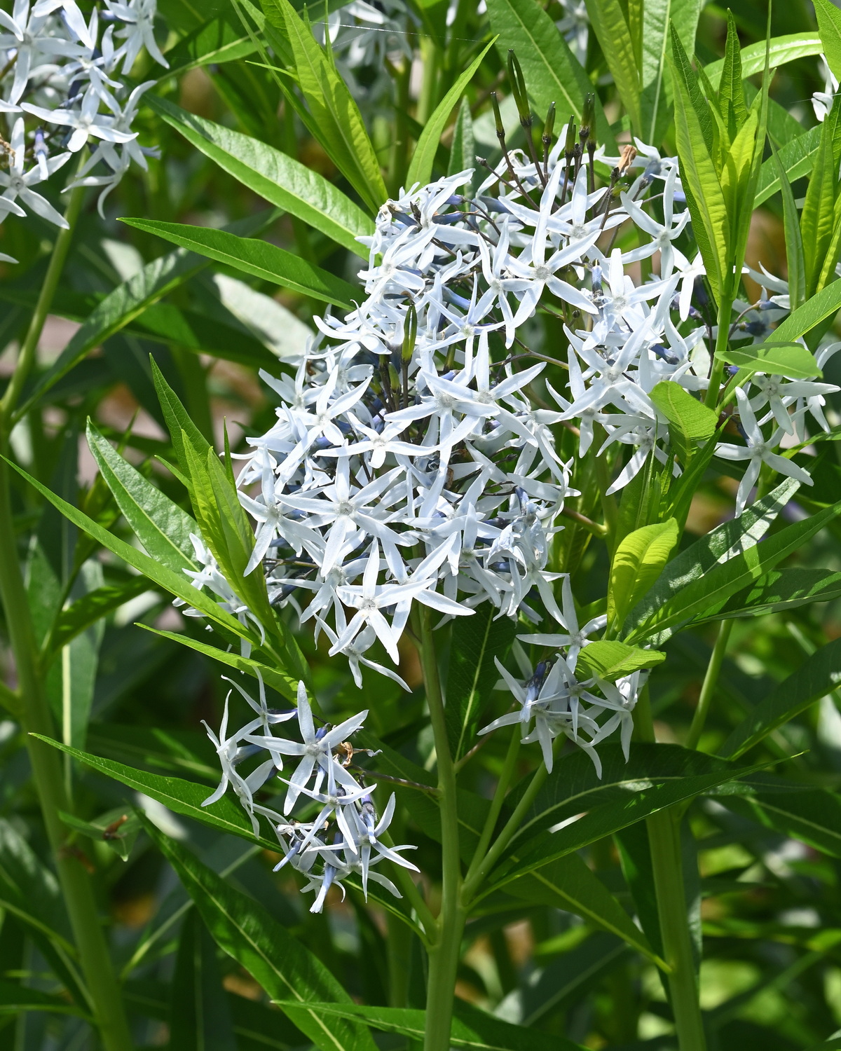 Amsonia tabernaemontana