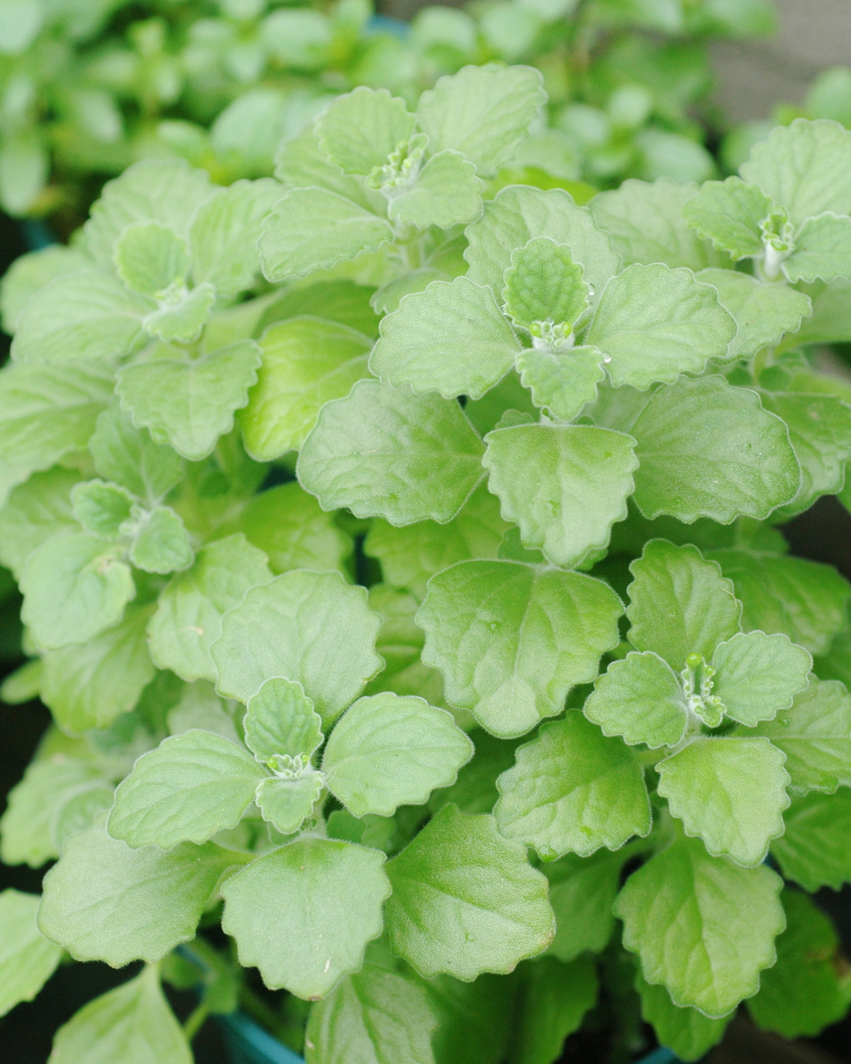 𝘊𝘰𝘭𝘦𝘶𝘴 sp. 維克斯到手香