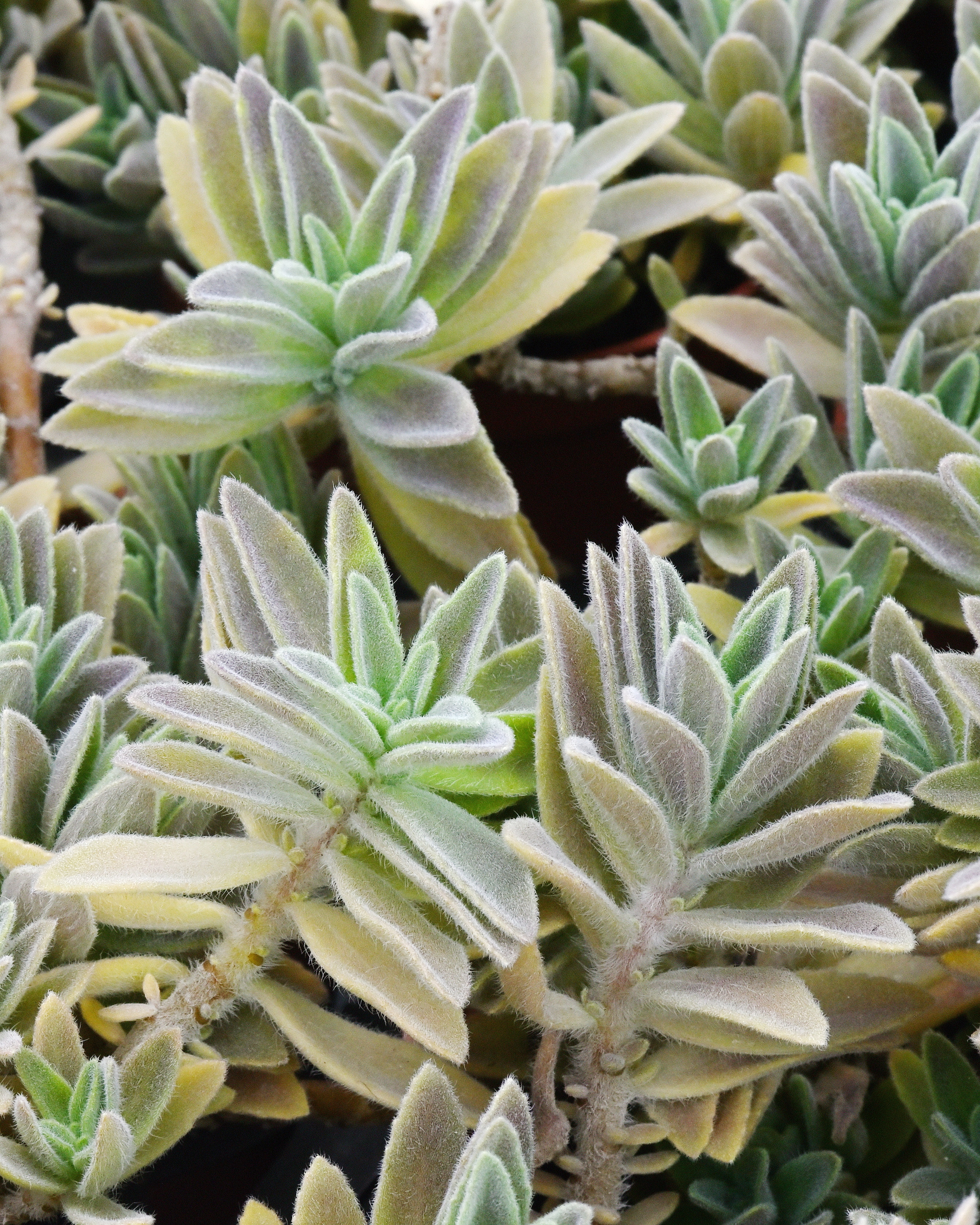 𝘊𝘰𝘭𝘦𝘶𝘴 𝘢𝘦𝘨𝘺𝘱𝘵𝘪𝘢𝘤𝘶𝘴 埃及鞘蕊花