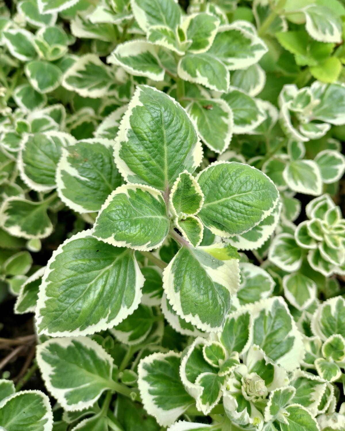 𝘊𝘰𝘭𝘦𝘶𝘴 𝘢𝘮𝘣𝘰𝘪𝘯𝘪𝘤𝘶𝘴 ‘Variegata’ 鑲邊到手香