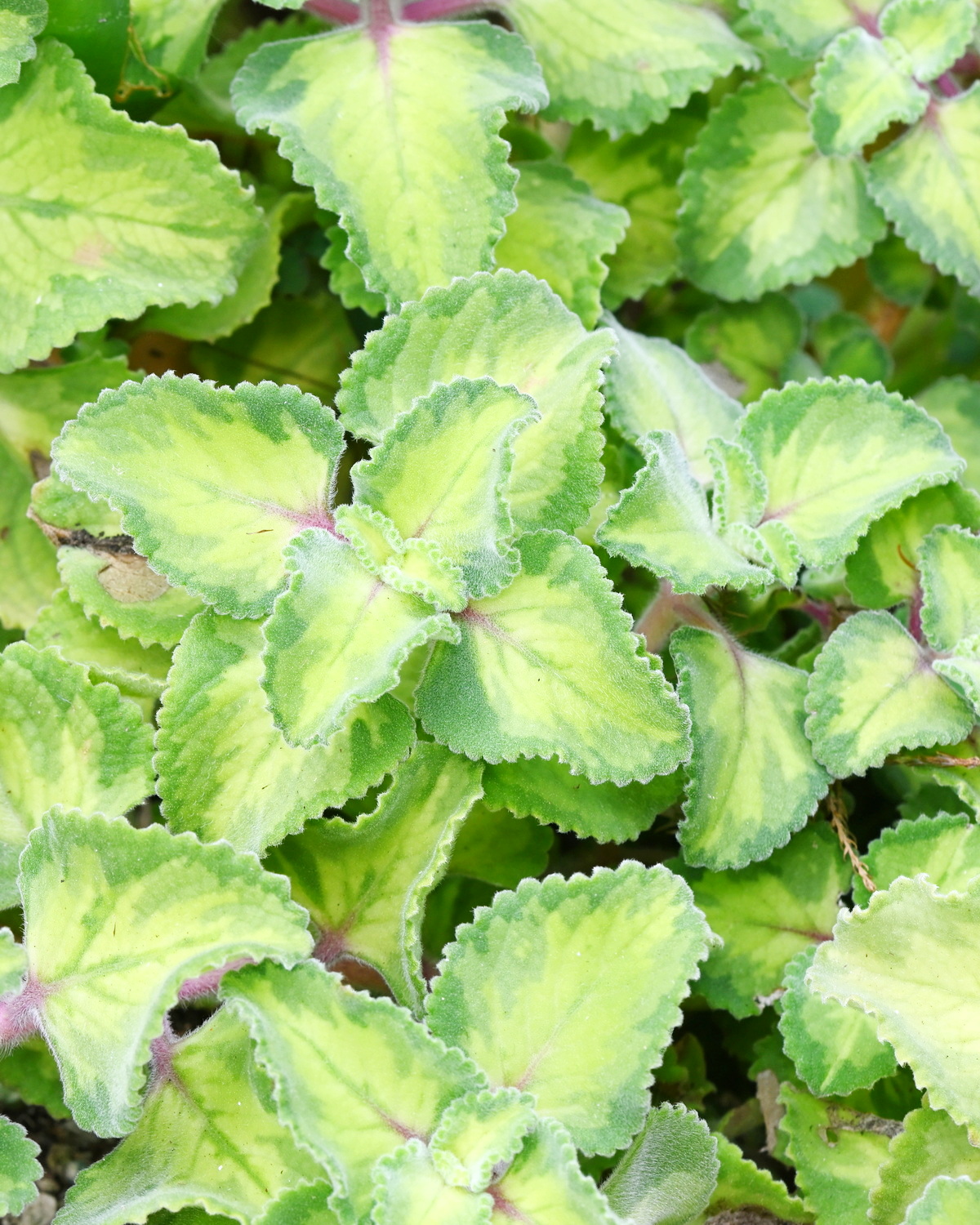 𝘊𝘰𝘭𝘦𝘶𝘴 𝘢𝘮𝘣𝘰𝘪𝘯𝘪𝘤𝘶𝘴 ‘Wedgewood’ 斑葉到手香