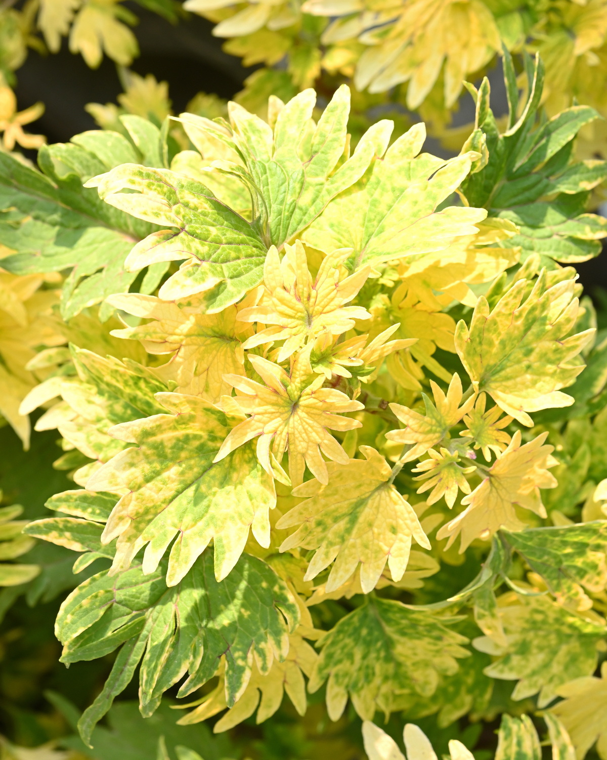 𝘊𝘰𝘭𝘦𝘶𝘴 𝘴𝘤𝘶𝘵𝘦𝘭𝘭𝘢𝘳𝘪𝘰𝘪𝘥𝘦𝘴 ‘Sunny Lemon’ 彩葉草-陽光檸檬