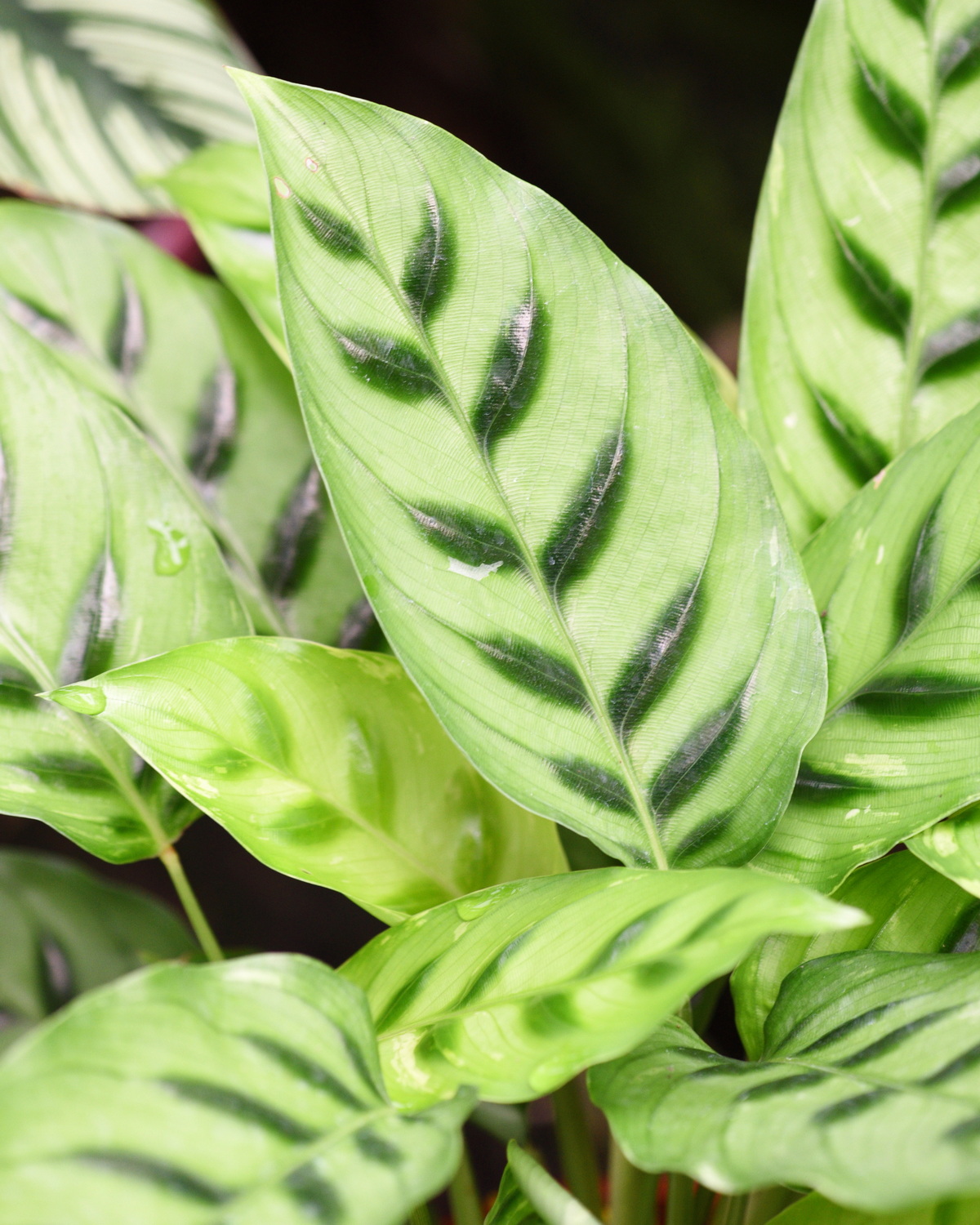 𝘎𝘰𝘦𝘱𝘱𝘦𝘳𝘵𝘪𝘢 𝘤𝘰𝘯𝘤𝘪𝘯𝘯𝘢 優雅竹芋