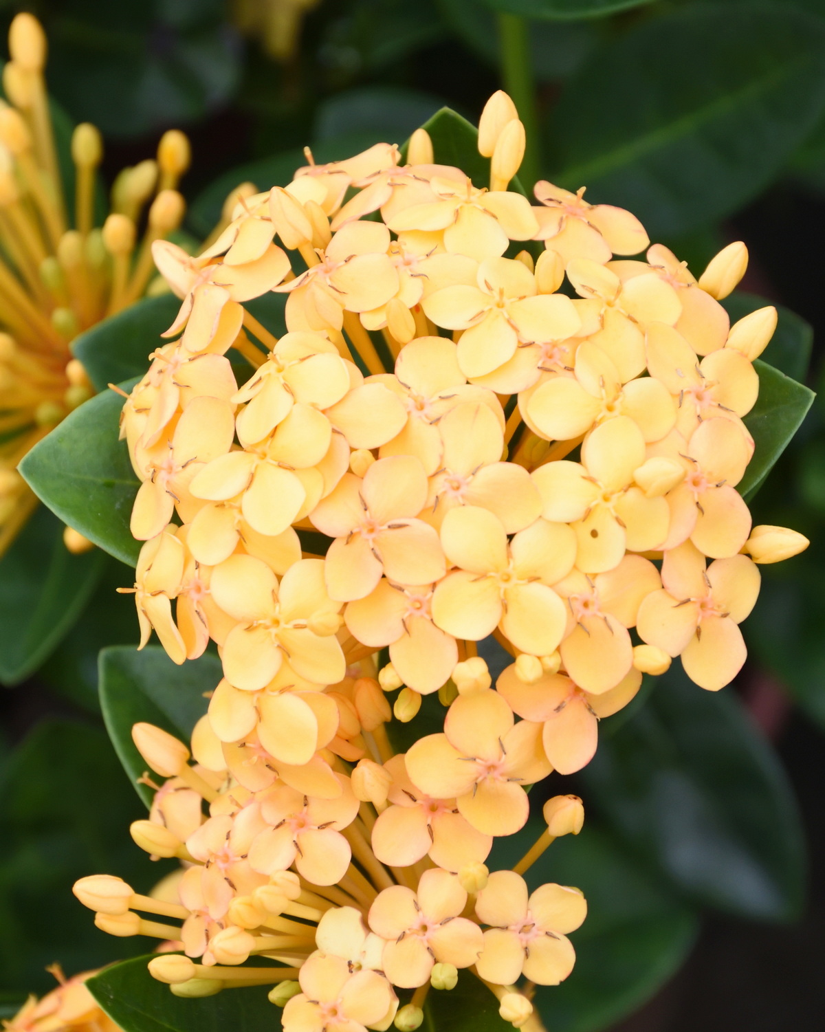 Ixora 'Maui Sunset'