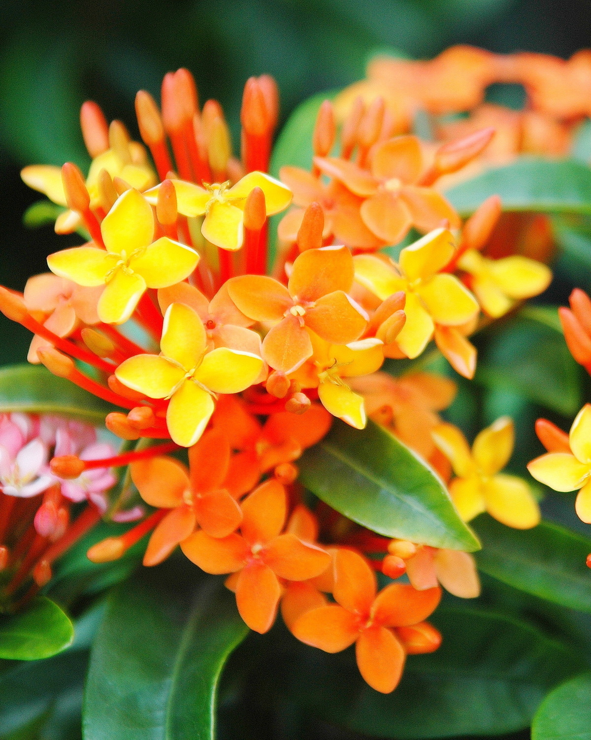 𝘐𝘹𝘰𝘳𝘢 𝘤𝘰𝘤𝘤𝘪𝘯𝘦𝘢 ‘Dwarf Carmen’ 卡門矮仙丹