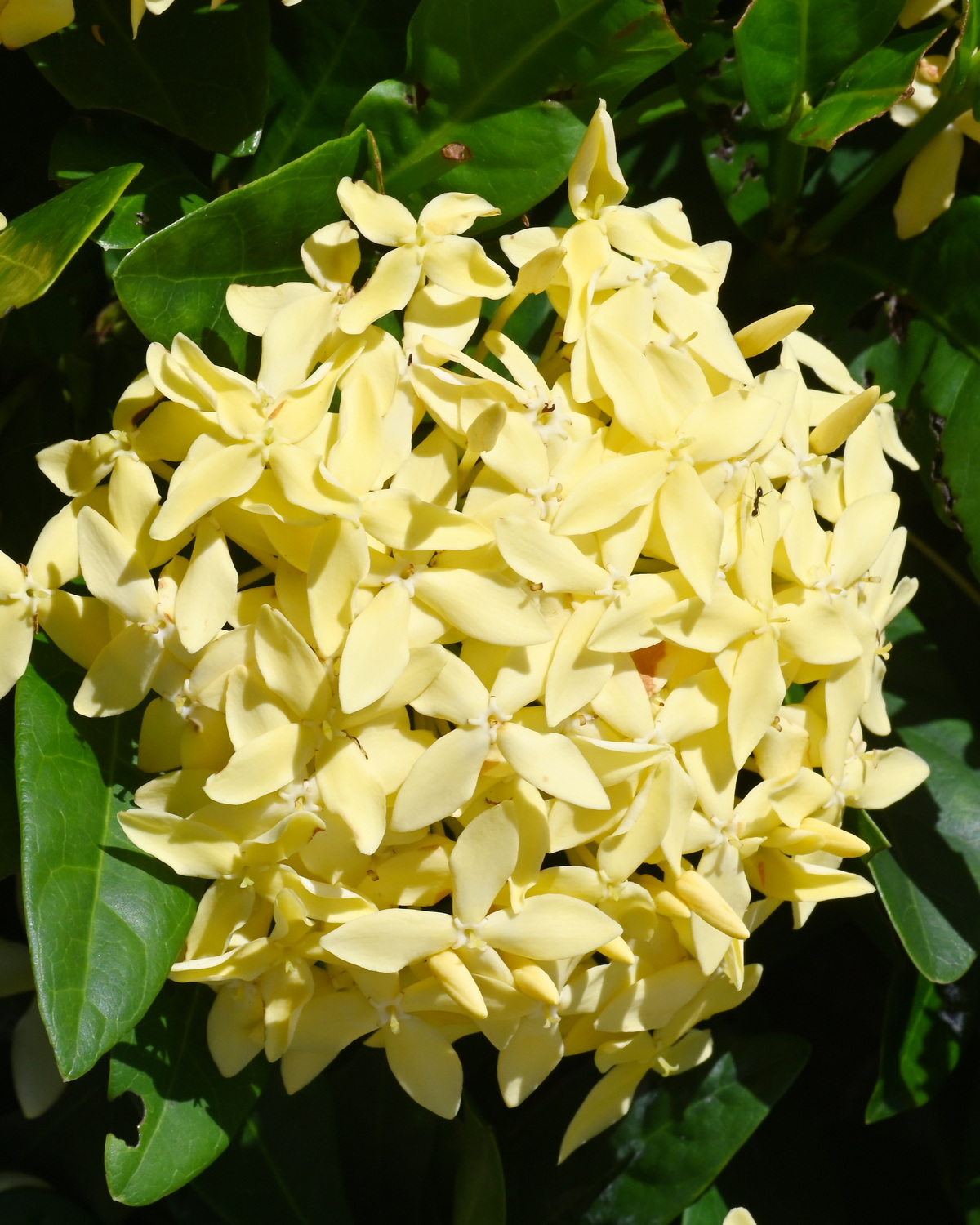 Ixora coccinea ‘Yellow’
