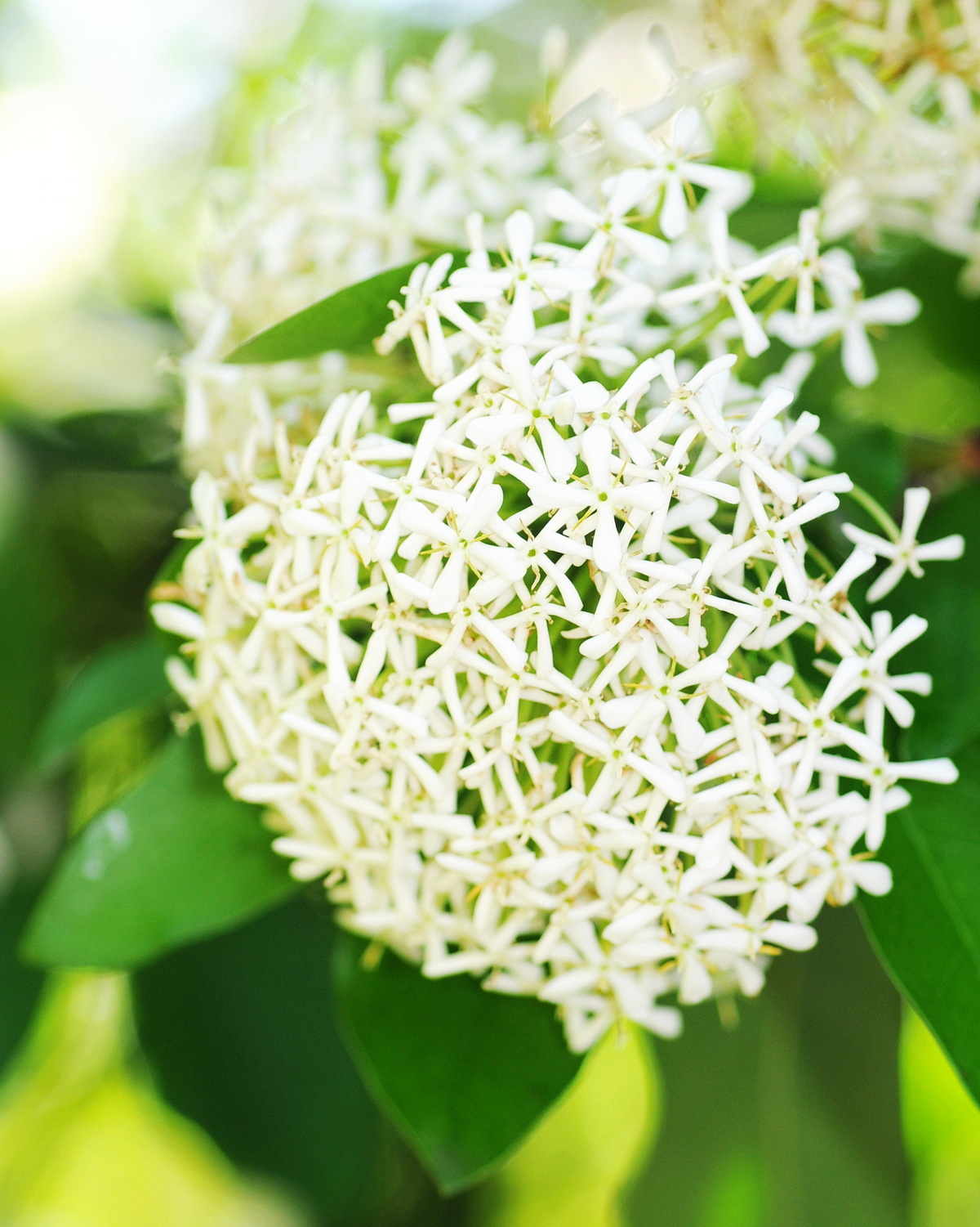 𝘐𝘹𝘰𝘳𝘢 𝘧𝘪𝘯𝘭𝘢𝘺𝘴𝘰𝘯𝘪𝘢𝘯𝘢 薄葉仙丹– 雲端植物園The