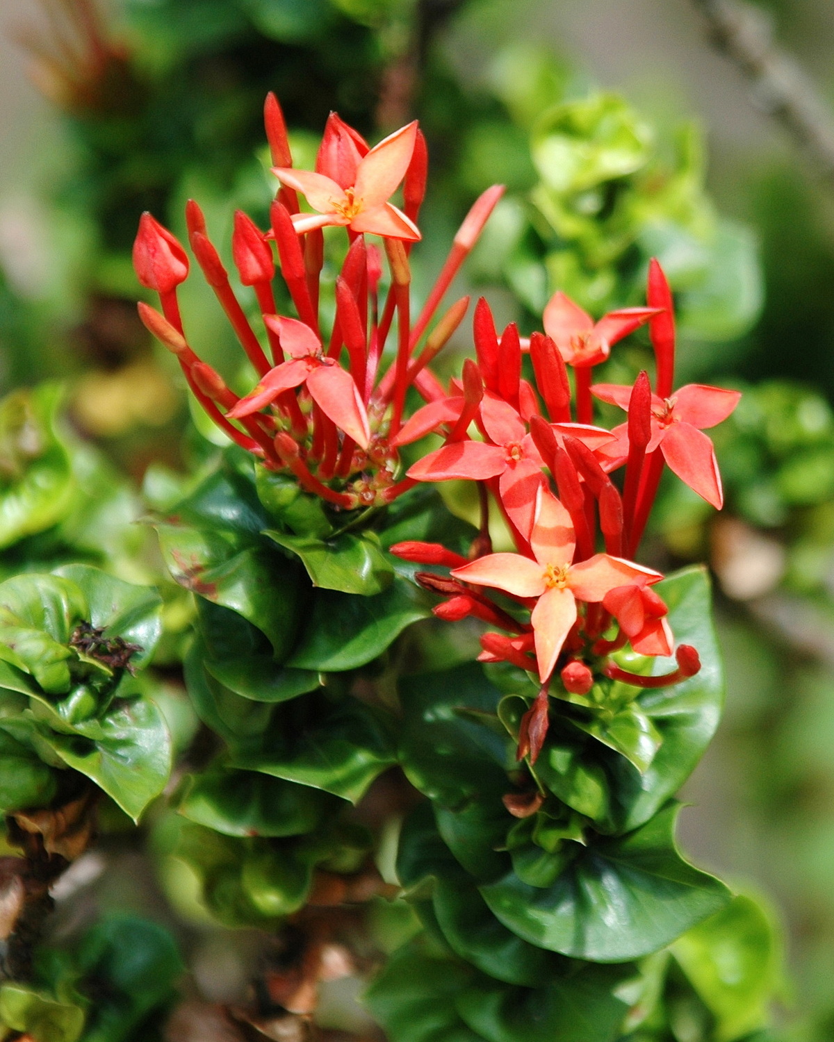 Ixora ‘Siam Ribbon’