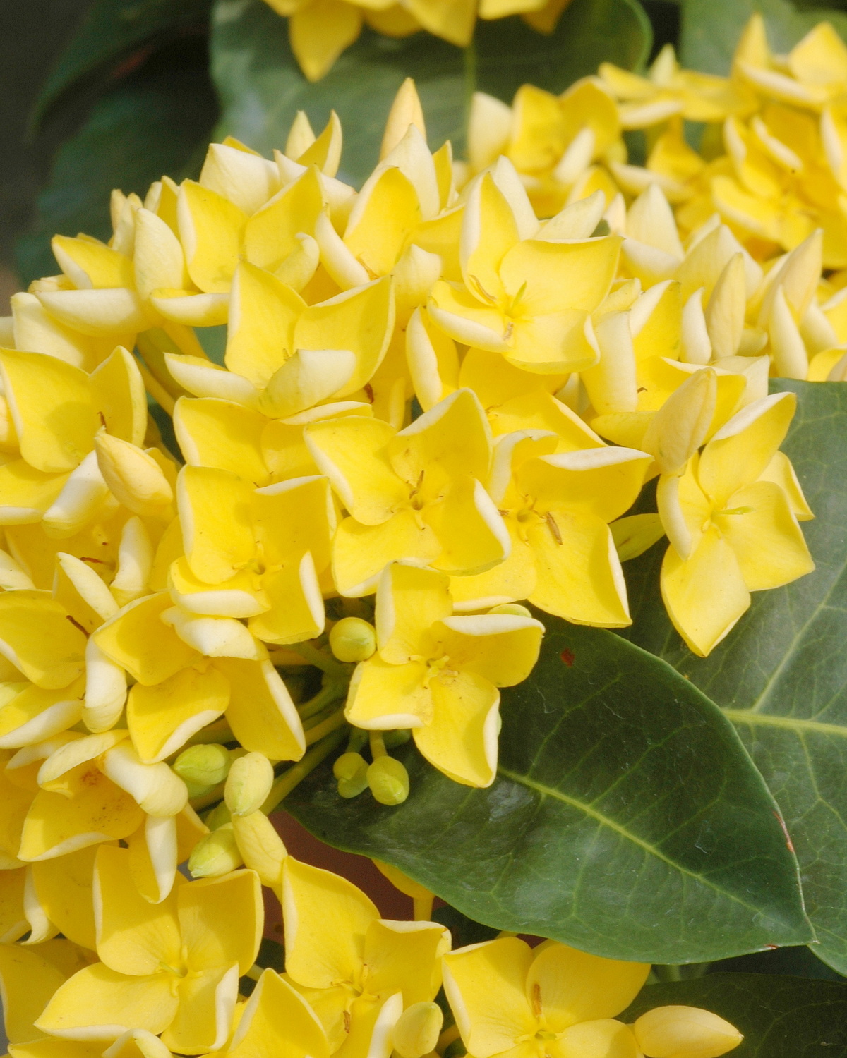 𝘐𝘹𝘰𝘳𝘢 ‘Singapore Yellow’ 新加坡黃仙丹