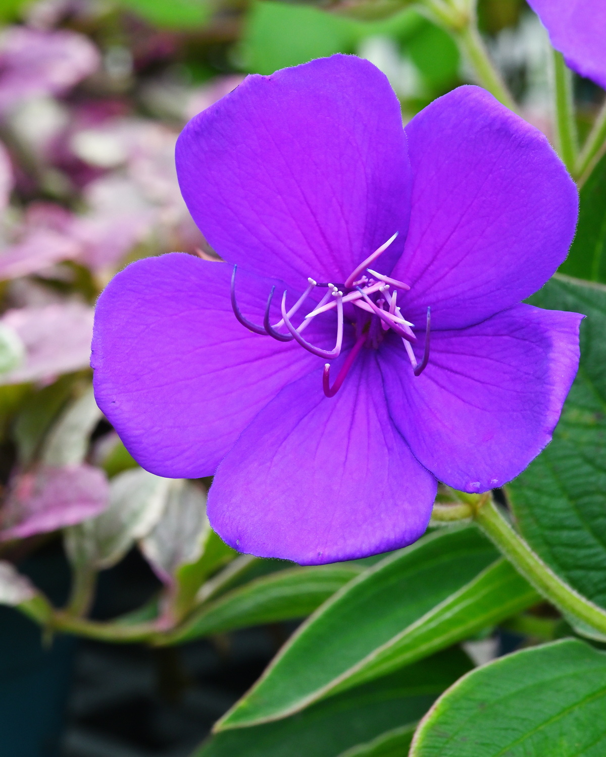 𝘗𝘭𝘦𝘳𝘰𝘮𝘢 𝘶𝘳𝘷𝘪𝘭𝘭𝘦𝘢𝘯𝘢 巴西野牡丹