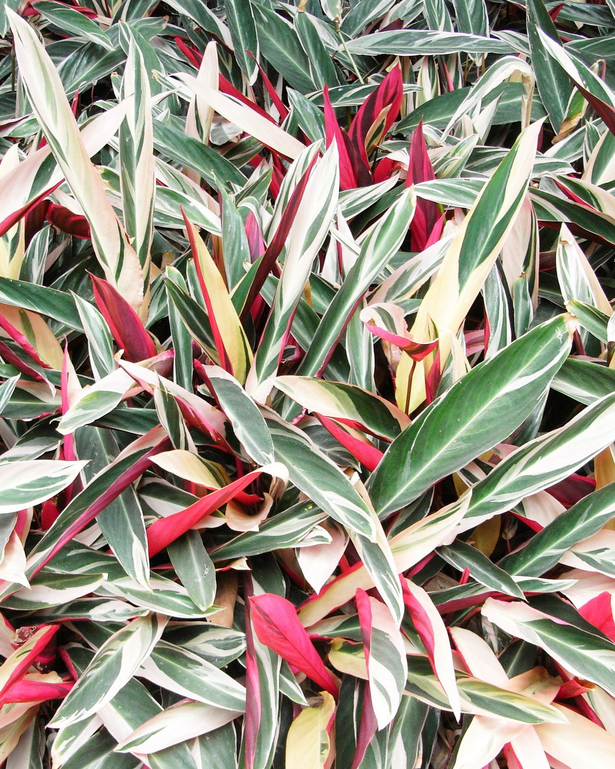 𝘚𝘵𝘳𝘰𝘮𝘢𝘯𝘵𝘩𝘦 𝘵𝘩𝘢𝘭𝘪𝘢 ‘Triostar’ 斑葉紅裡蕉