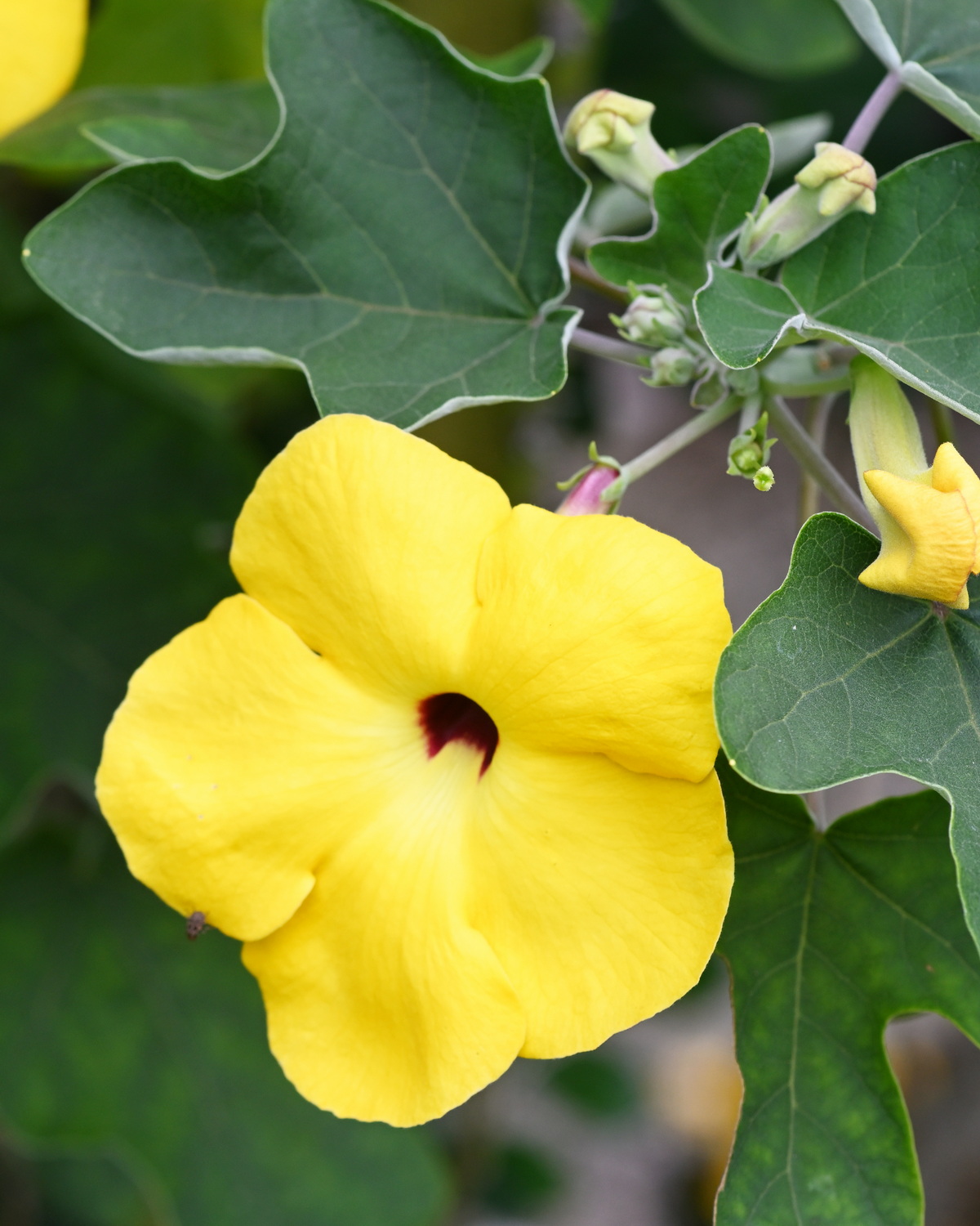 𝘜𝘯𝘤𝘢𝘳𝘪𝘯𝘢 𝘨𝘳𝘢𝘯𝘥𝘪𝘥𝘪𝘦𝘳𝘪 大鉤刺麻