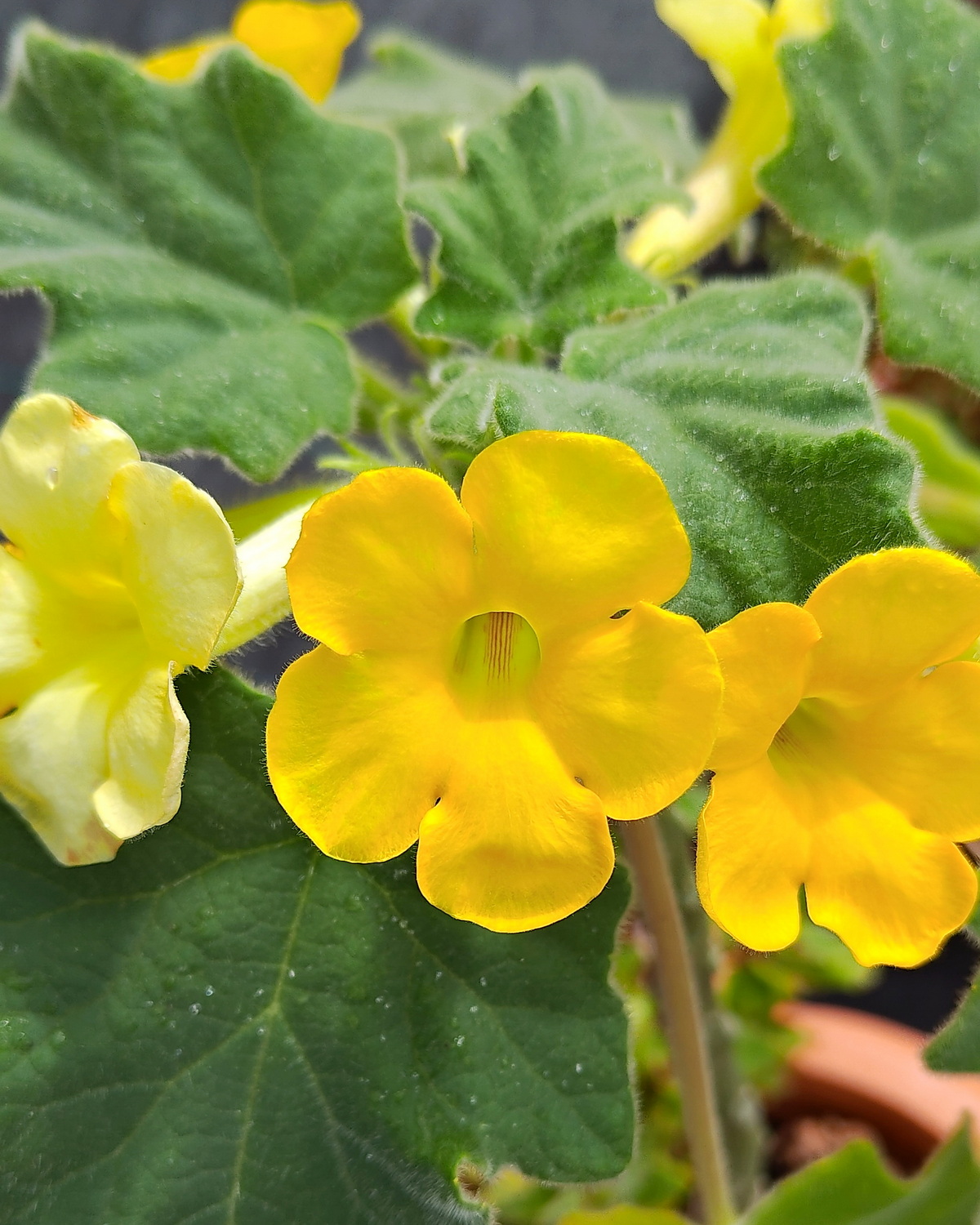 𝘜𝘯𝘤𝘢𝘳𝘪𝘯𝘢 𝘳𝘰𝘦𝘰𝘦𝘴𝘭𝘪𝘢𝘯𝘢 羅氏鉤刺麻